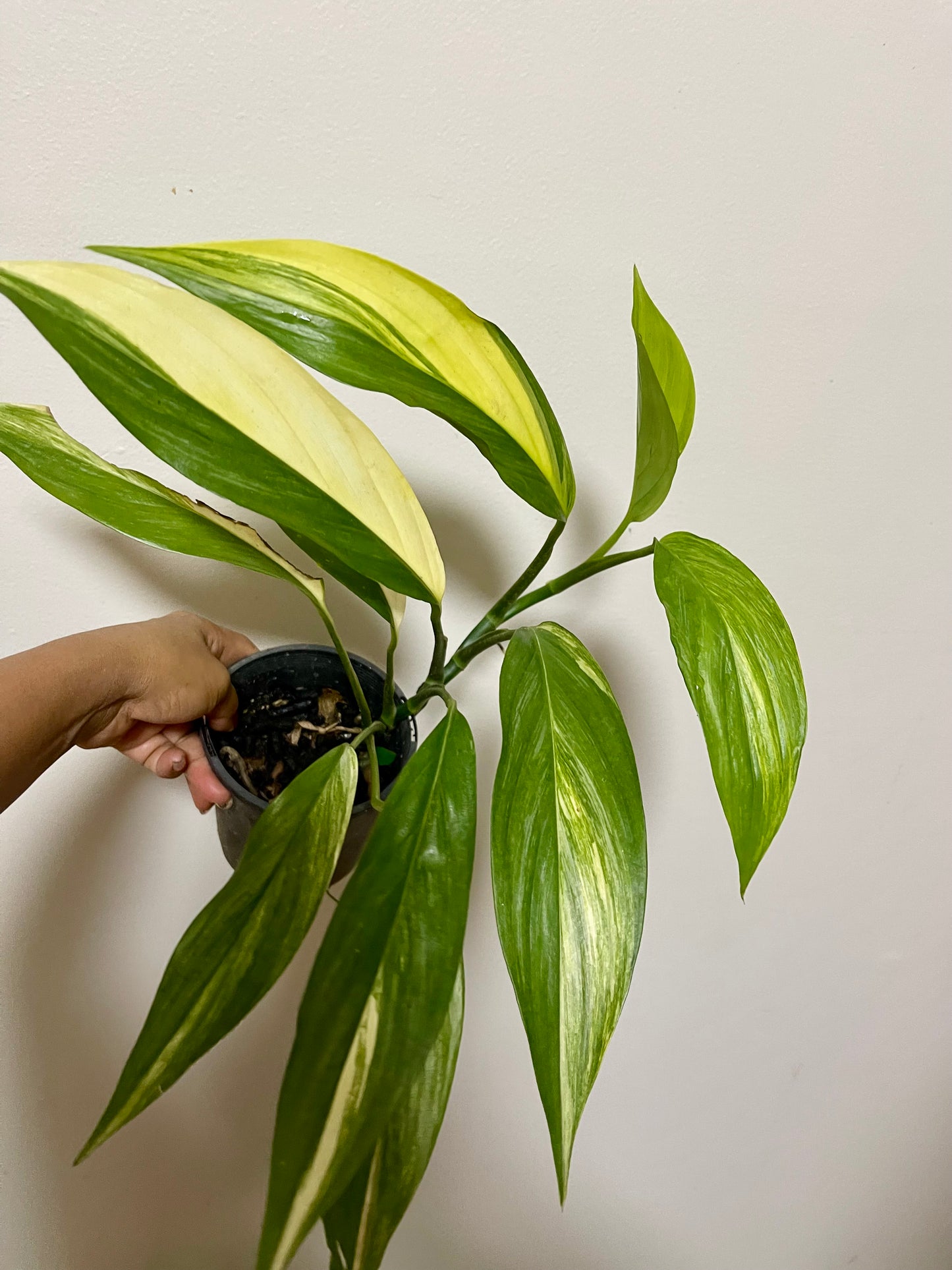 🪴EPIPREMNUM AMPLISSIMUM AUREA🪴