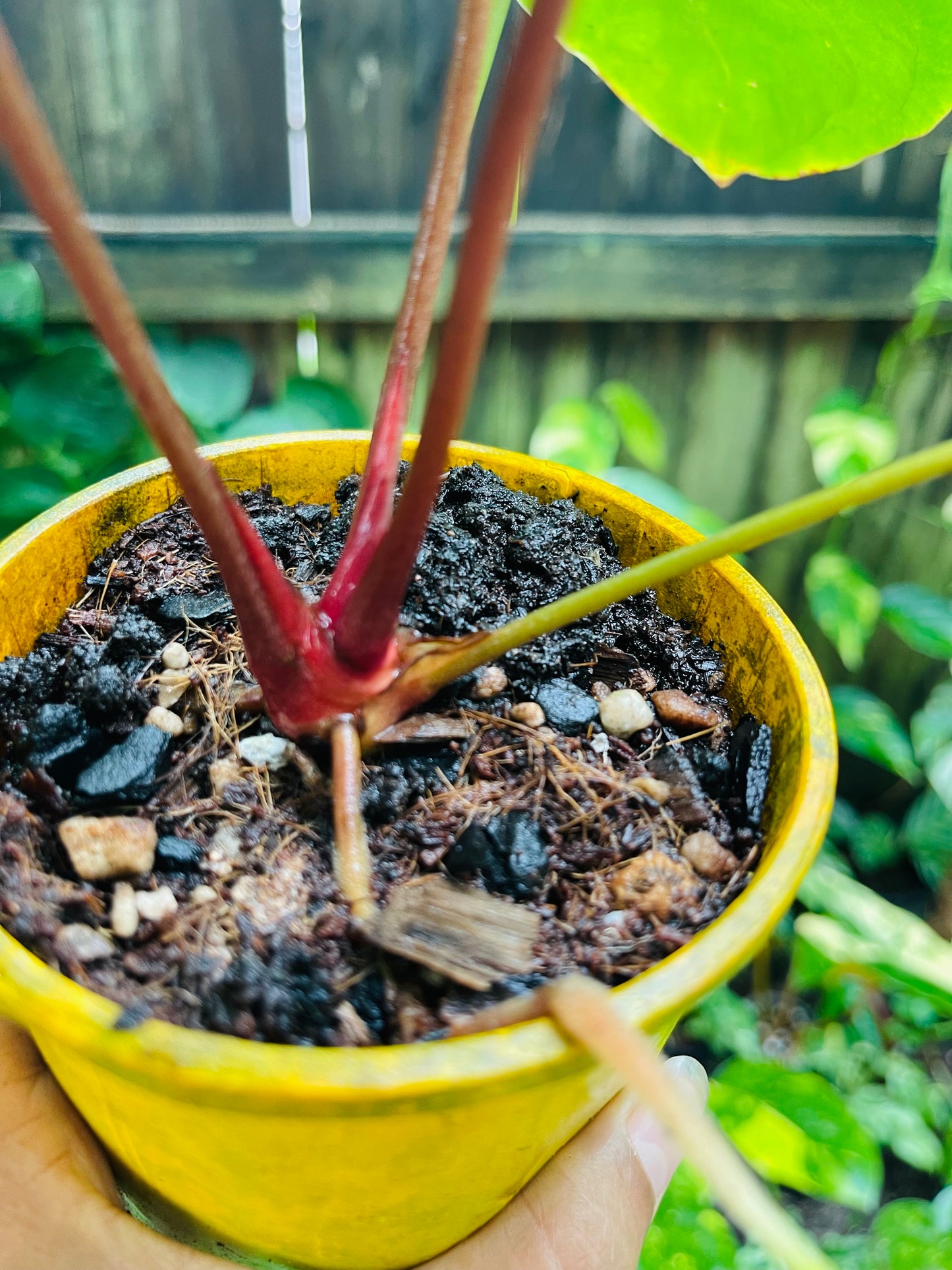 👑 Anthurium Red sinus blood moon ( HOFFMANII) 👑