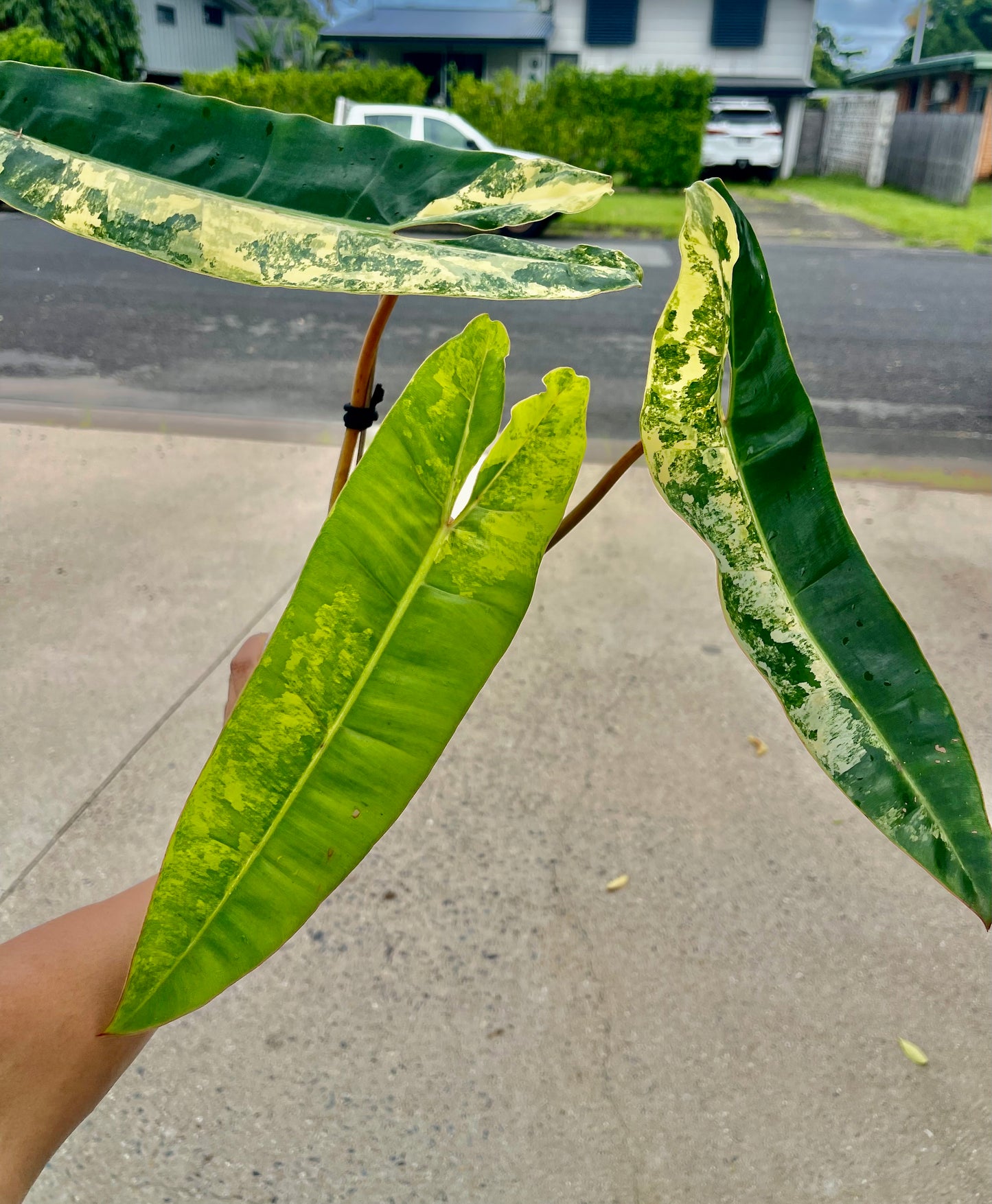 🦄PHILODENDRON VARIEGATED BILLITIAE-COLLECTOR PLANT-Non TC 🦄