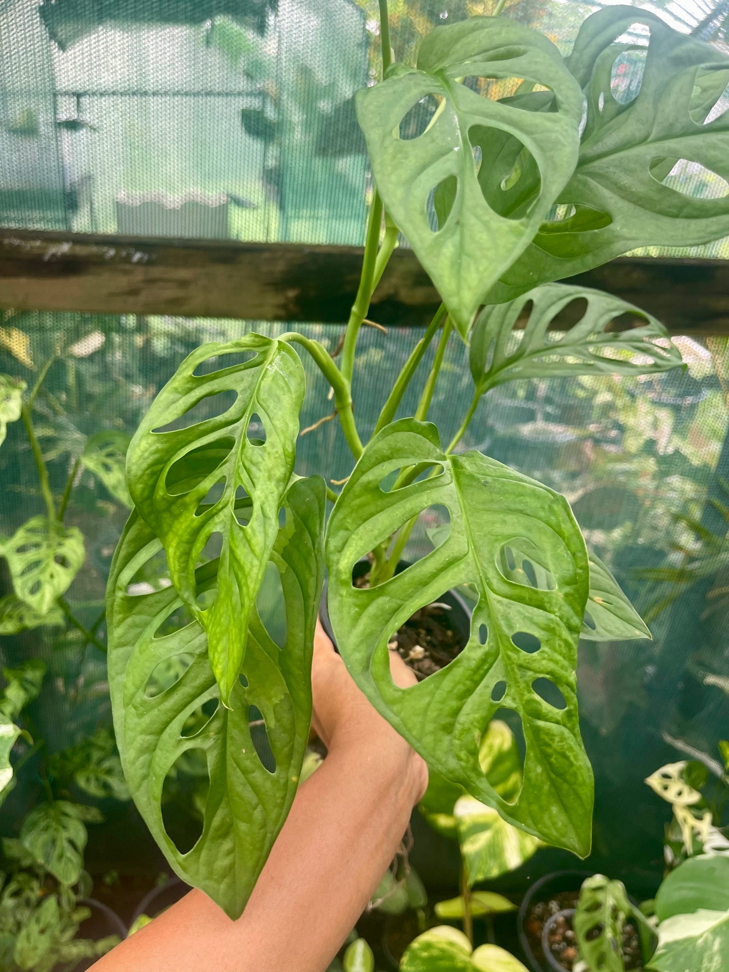 Monstera adansonii Monkey mask plant 🪴