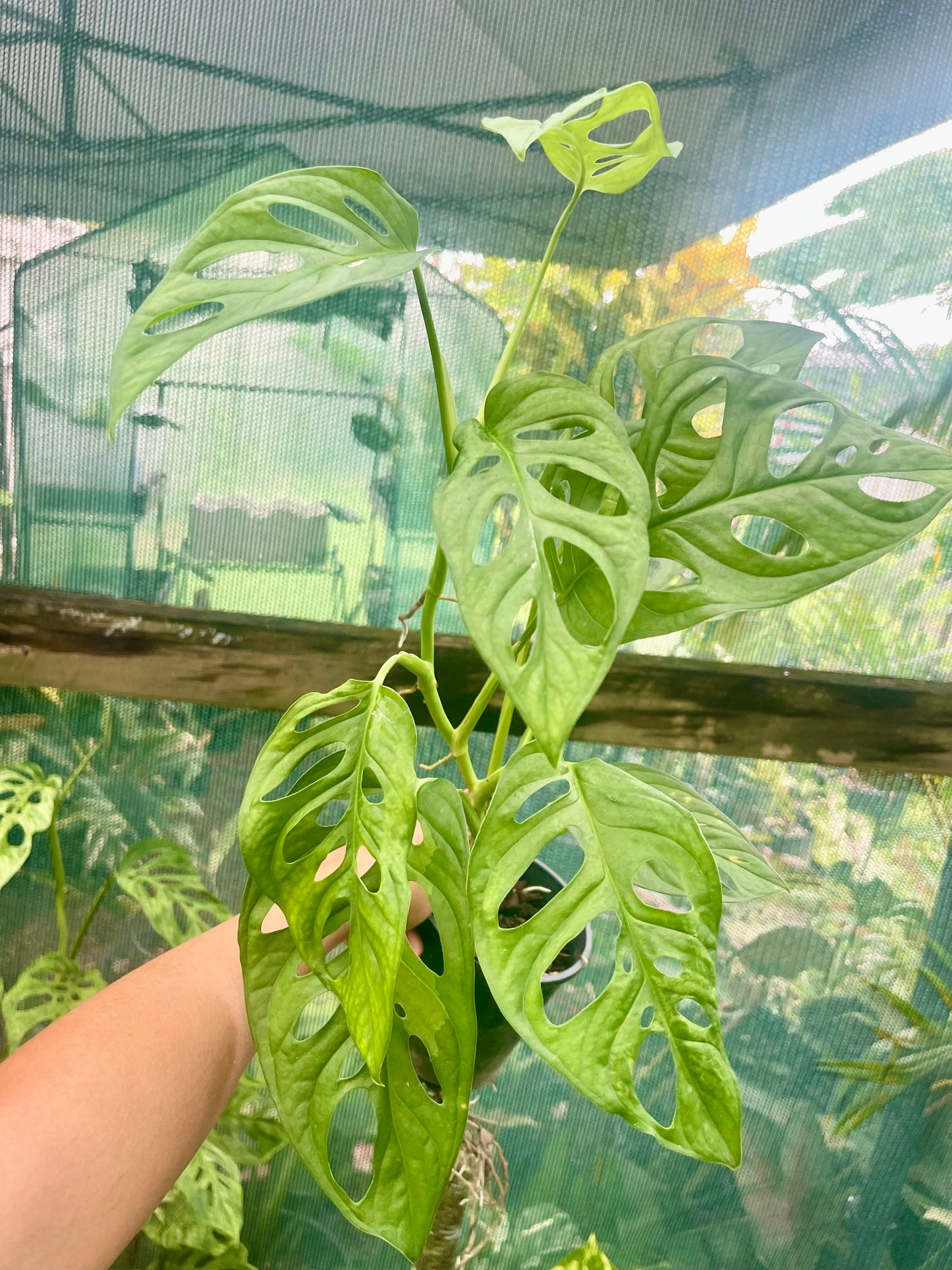 Monstera adansonii Monkey mask plant 🪴
