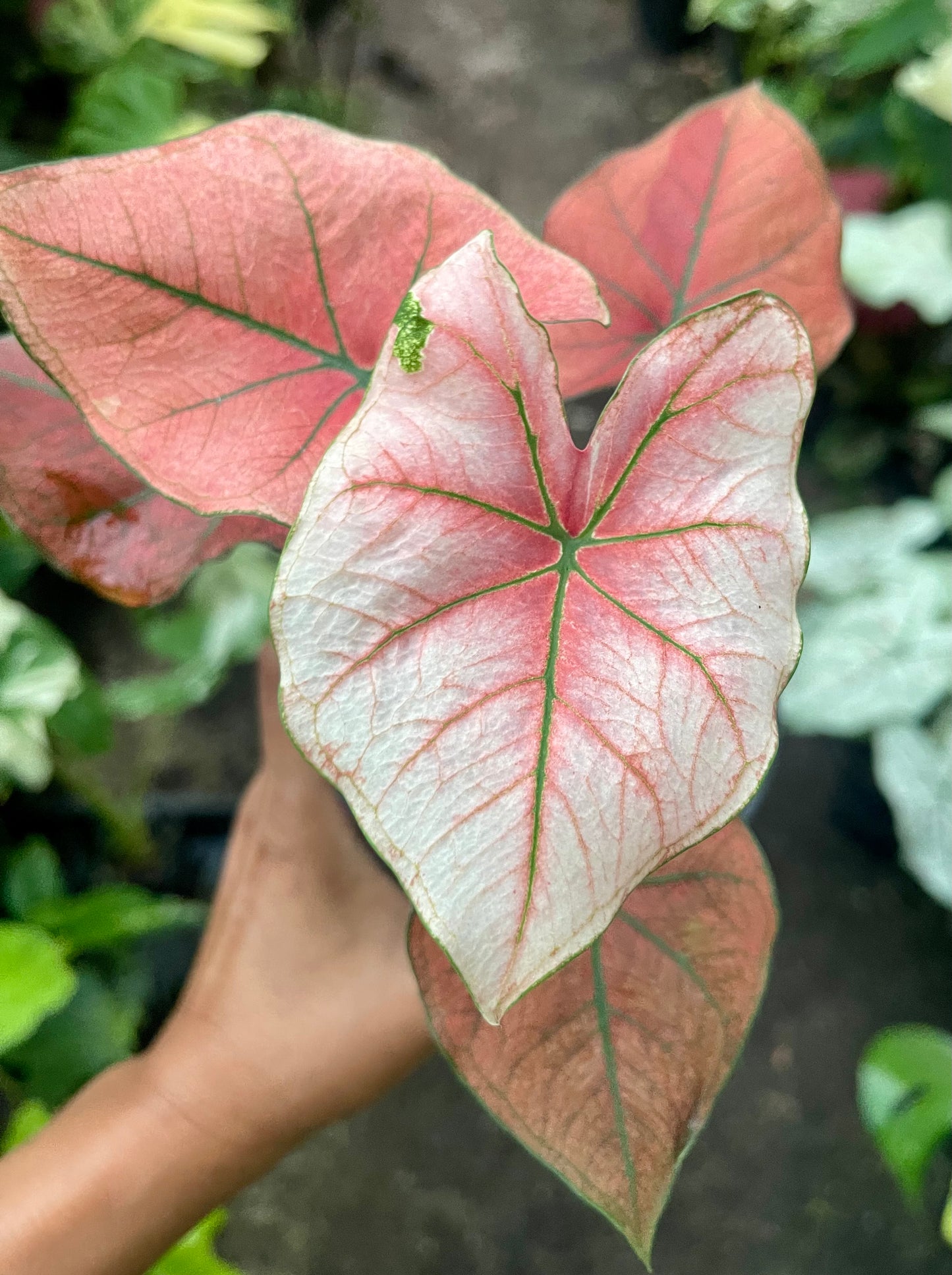 CALADIUM 02