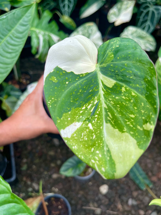 Philodendron variegated gloriosum 🦄