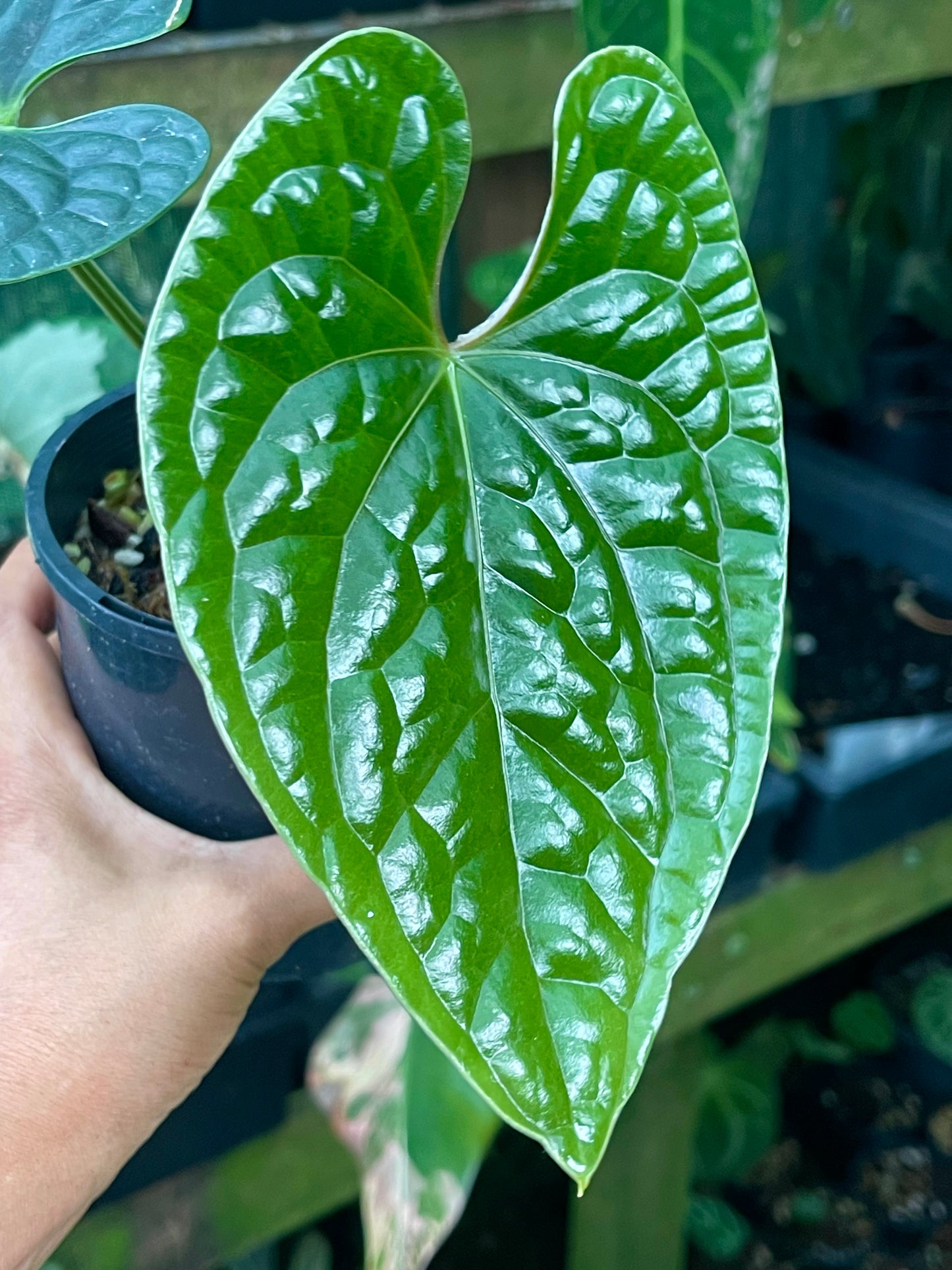 ANTHURIUM LUXURIAN 🪴