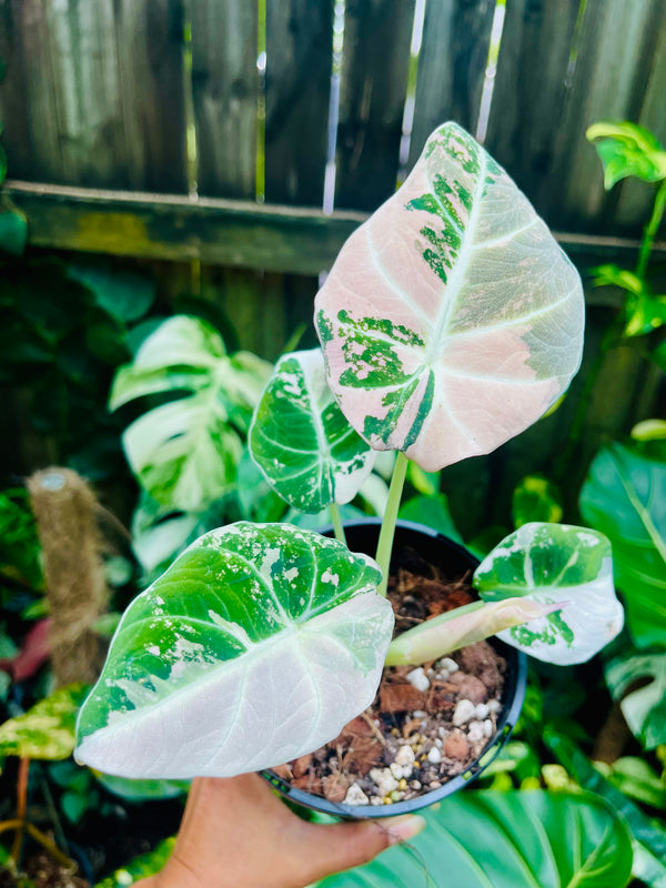 ALOCASIA BLACK VELVET PINK VARIEGATED 🦄