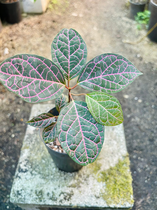 PRESTONIA QUINQUANGUANRIS 🌺