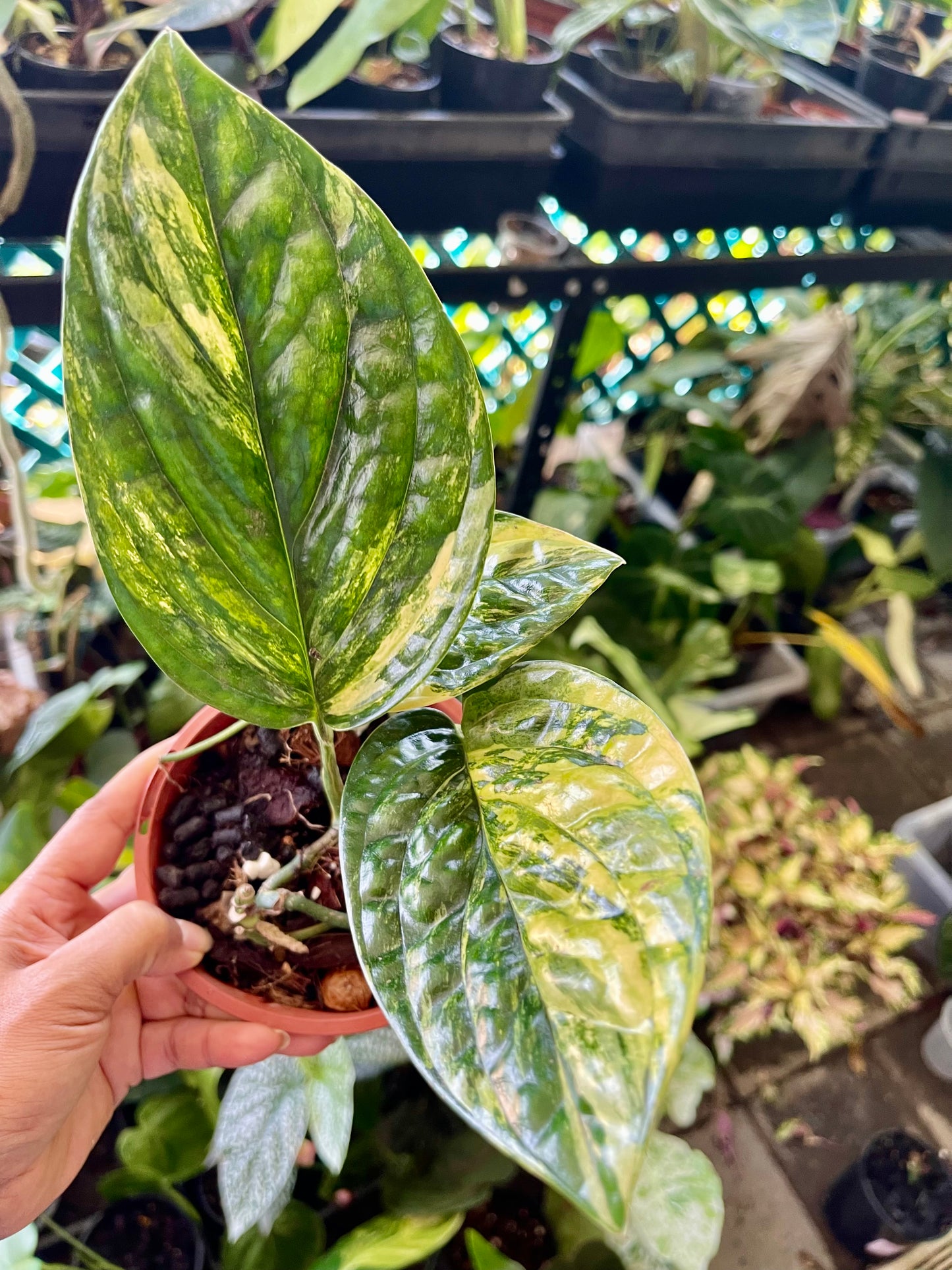 MONSTERA PERU VARIEGATED 🔅
