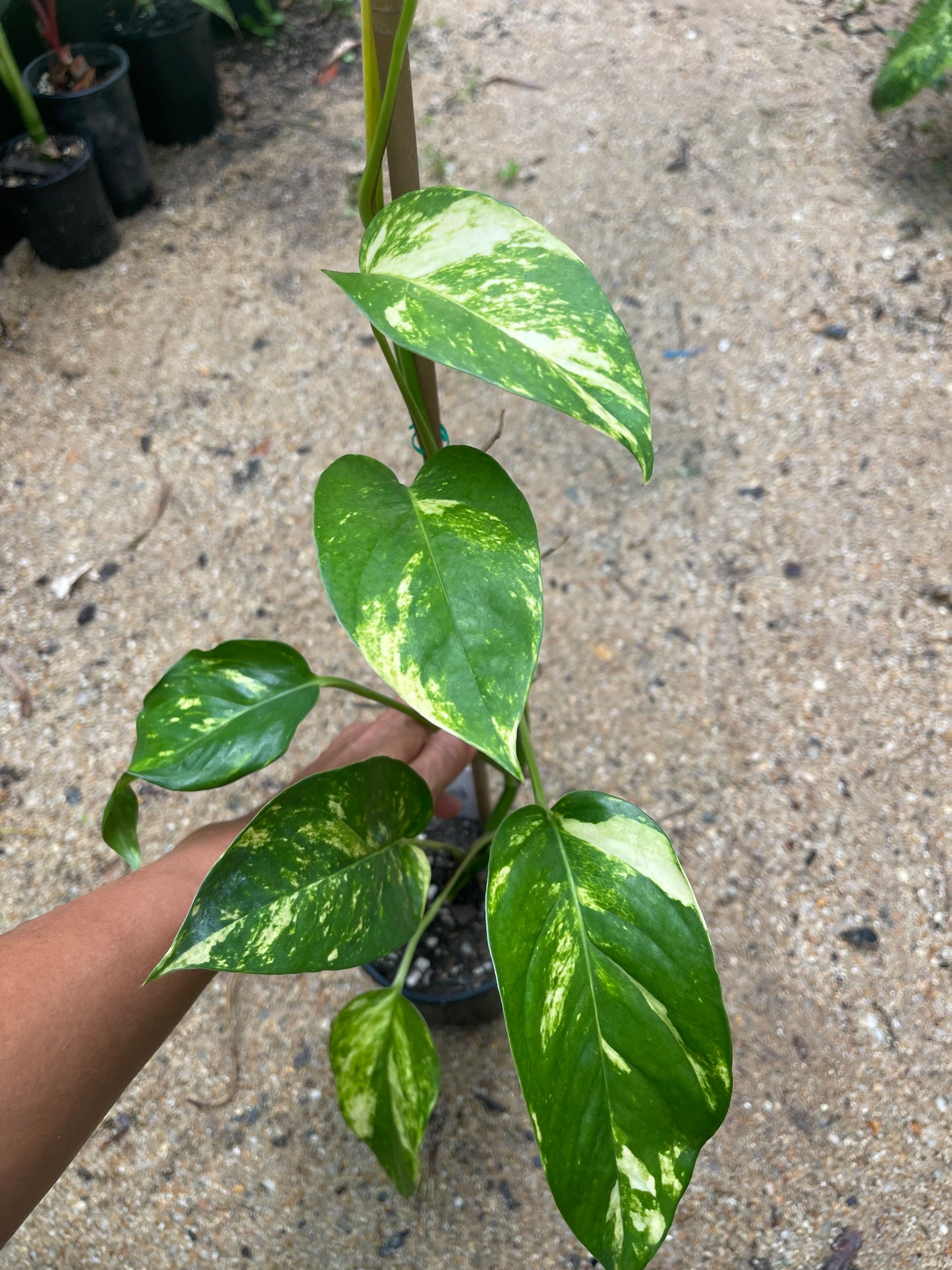 Epipremnum yellow flame 🔥