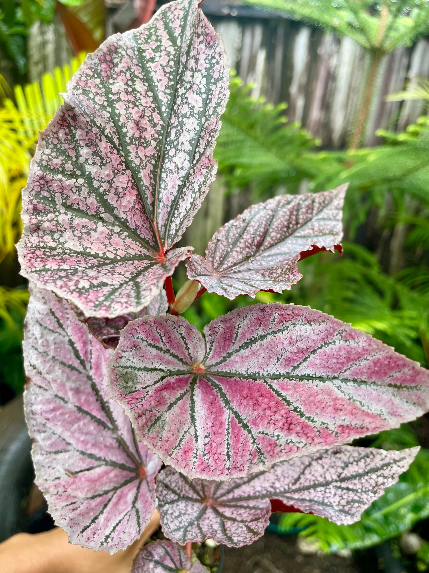 🩷BEGONIA MAURICE 🩷