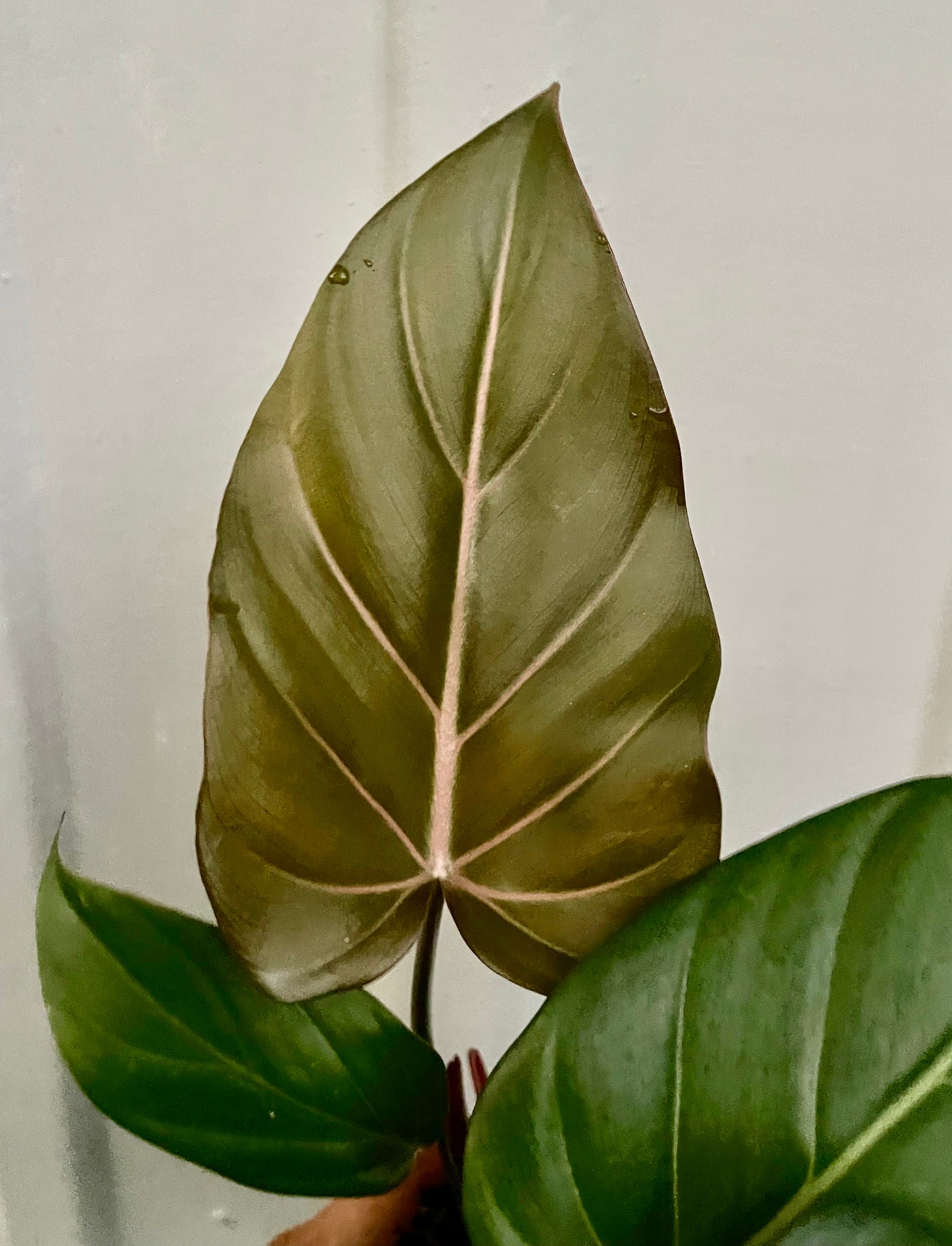 🎄PHILODENDRON SUMMER GLORY 🎄