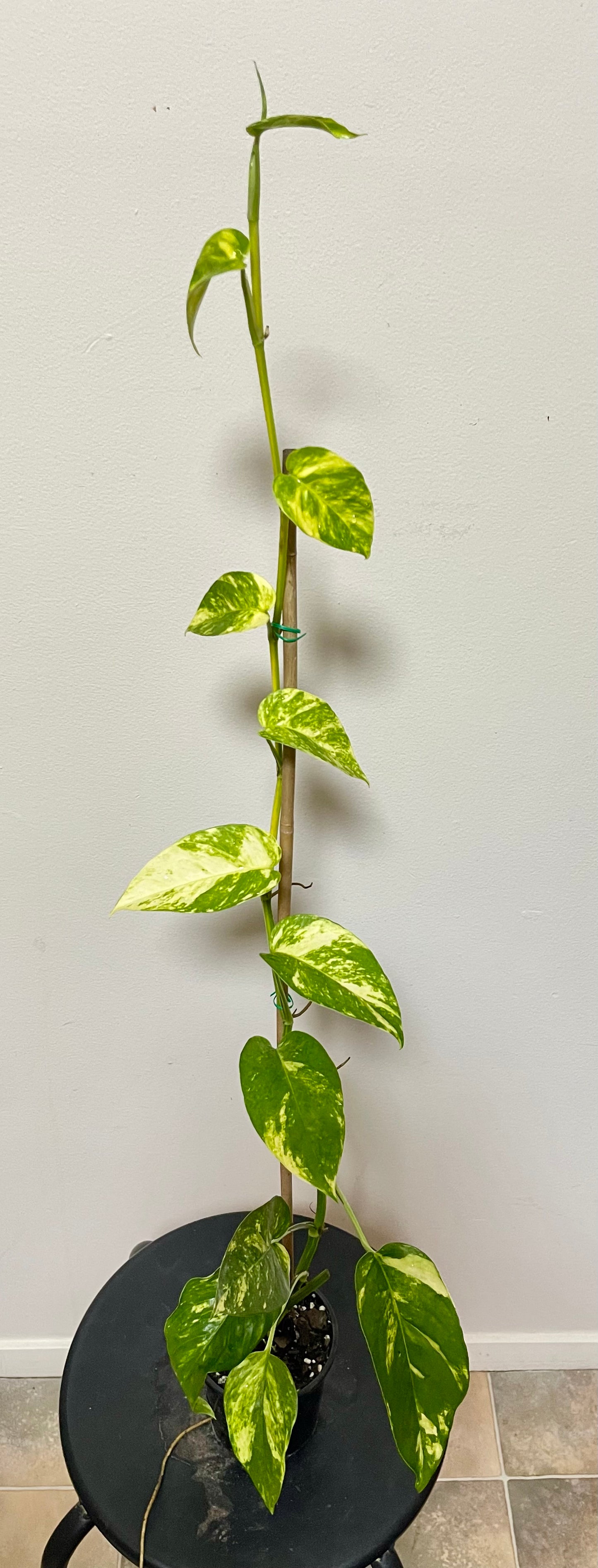 Epipremnum yellow flame 🔥