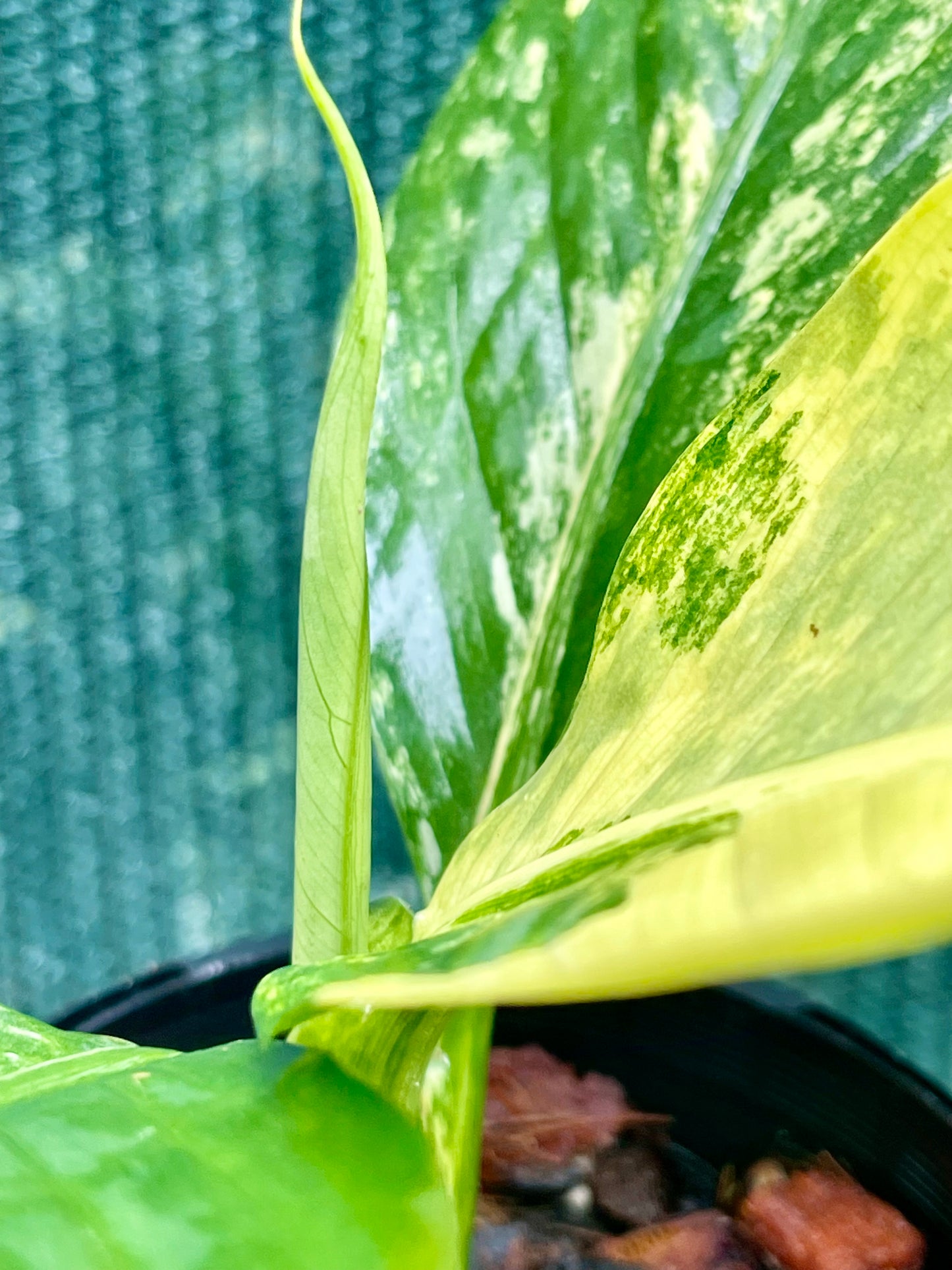 🦄Dieffenbachia highly variegated Big Ben-Pure non tc 🦄