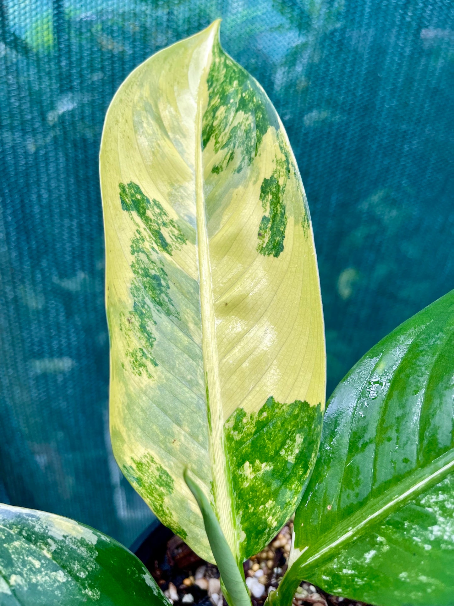🦄Dieffenbachia highly variegated Big Ben-Pure non tc 🦄