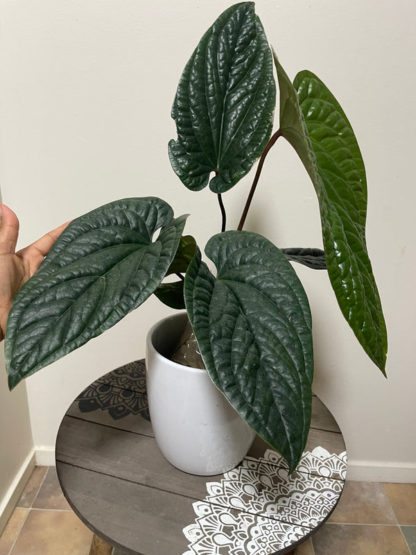 Anthurium Luxurian X Radicans- Big established plant 🪴
