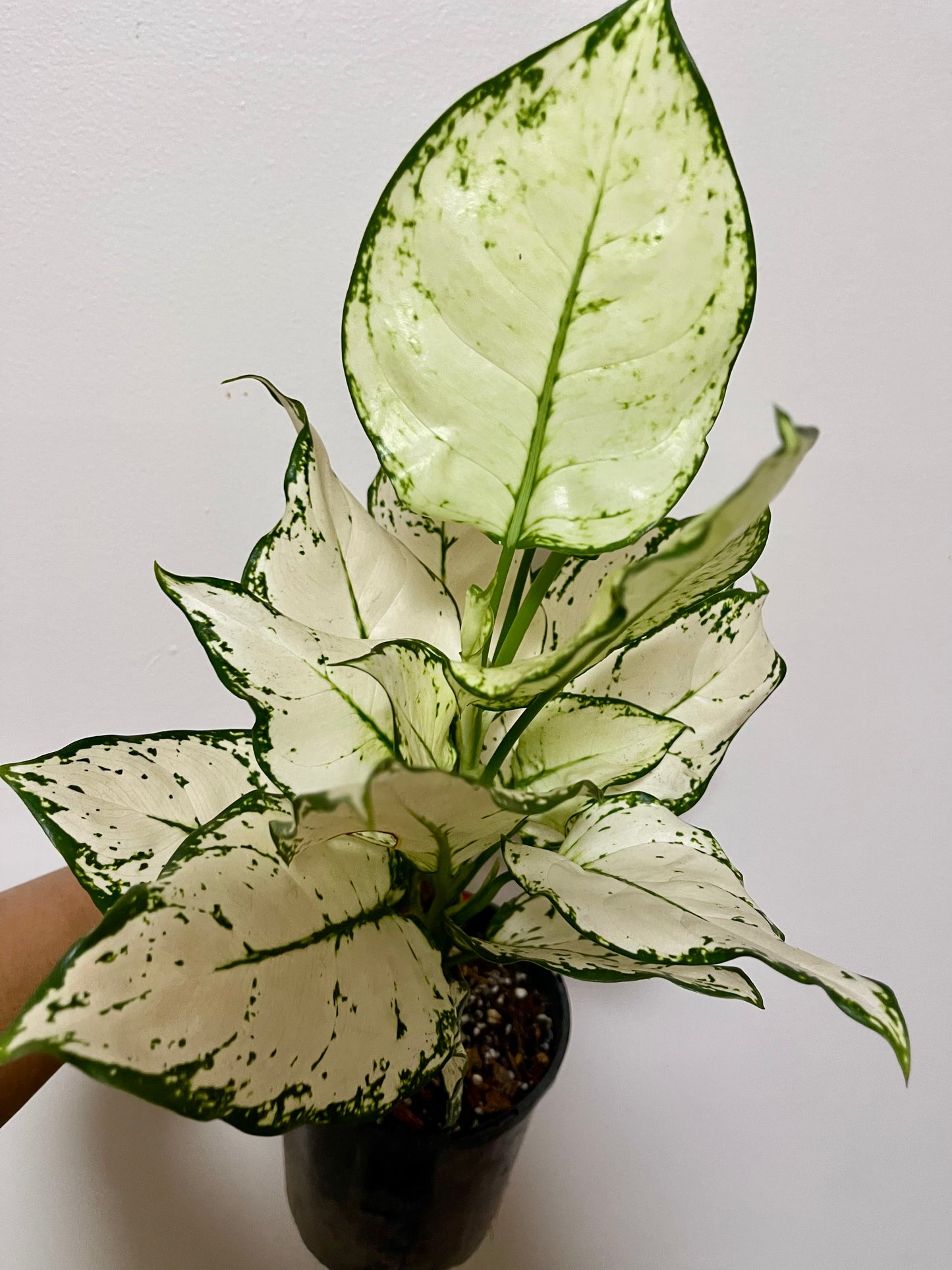 🪴Aglaonema Super white-Big established plant 🪴