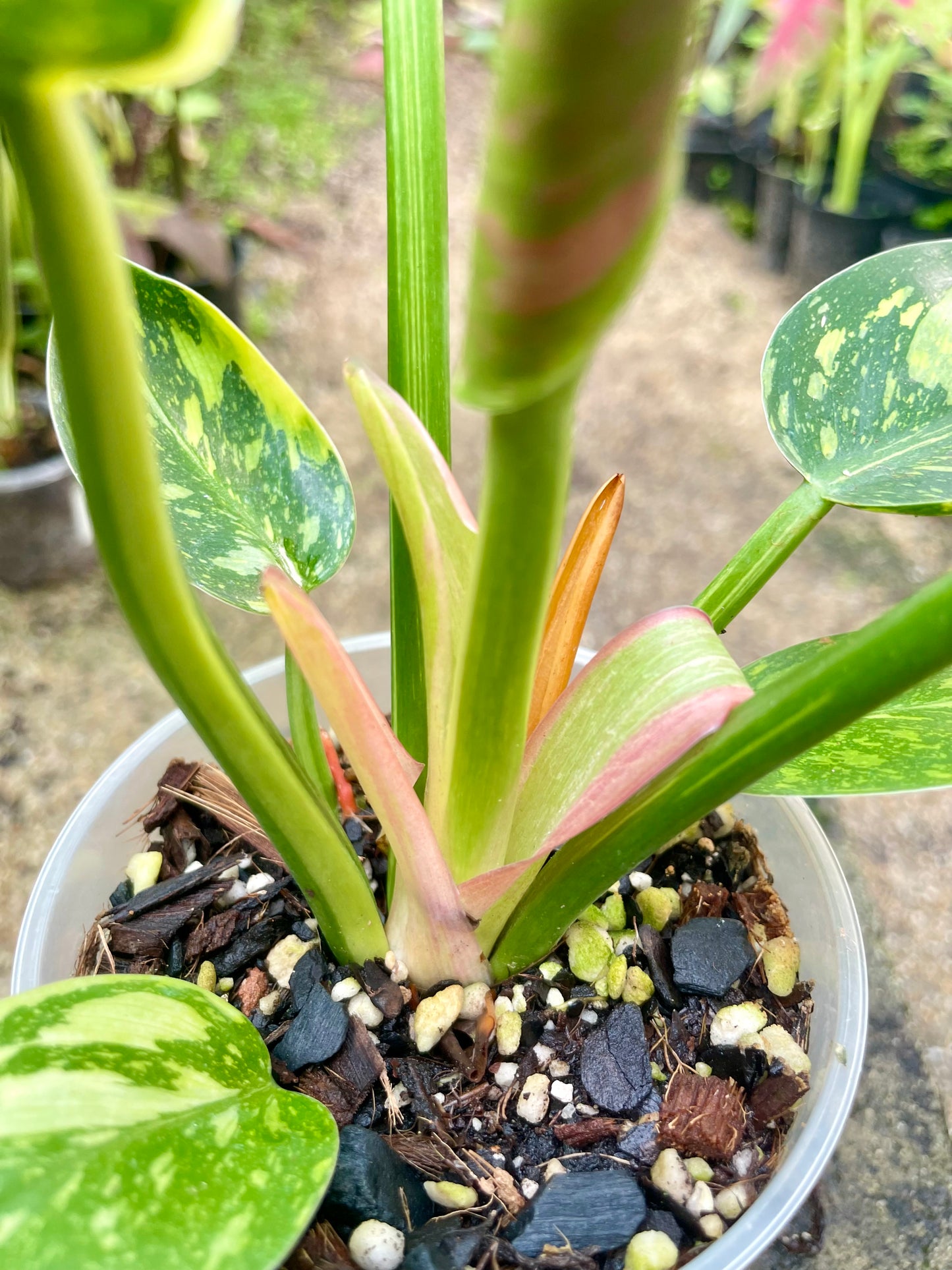 🪴Philodendron green Congo nuclear-highly variegated 🪴