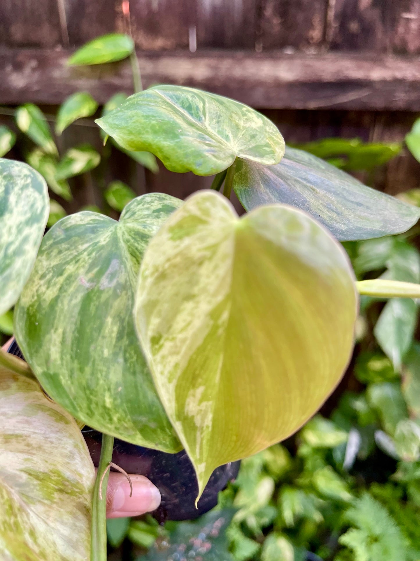🍀PHILODENDRON VARIEGATED HEART LEAF 🍀