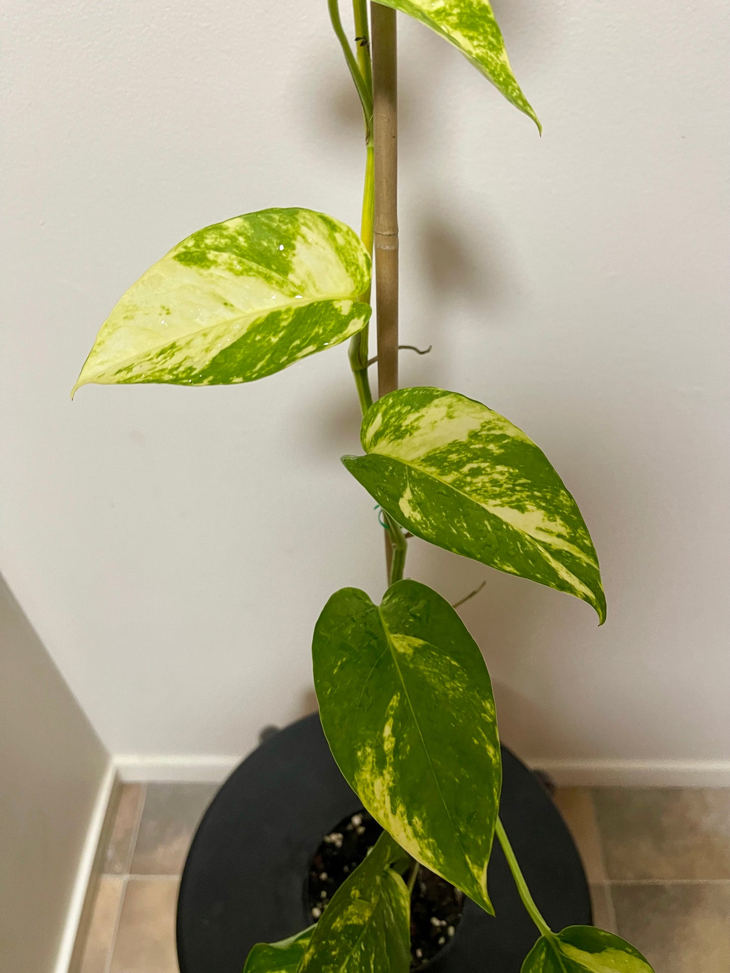 Epipremnum yellow flame 🔥