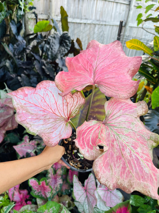 CALADIUM HYBRIDS~Big Esthablished plant 🩷