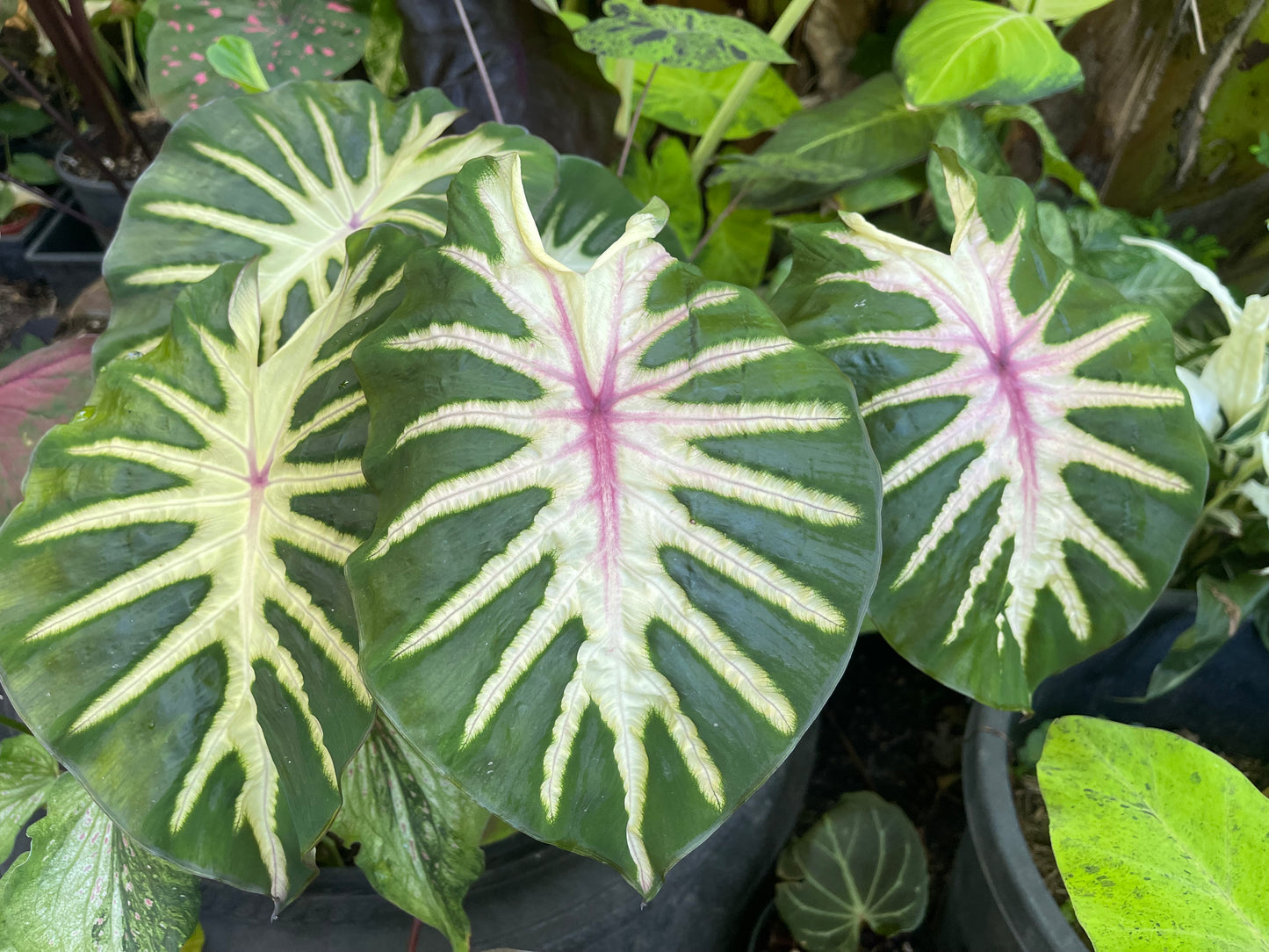 COLOCASIA HAWAIIAN WAIKIKI 🩷