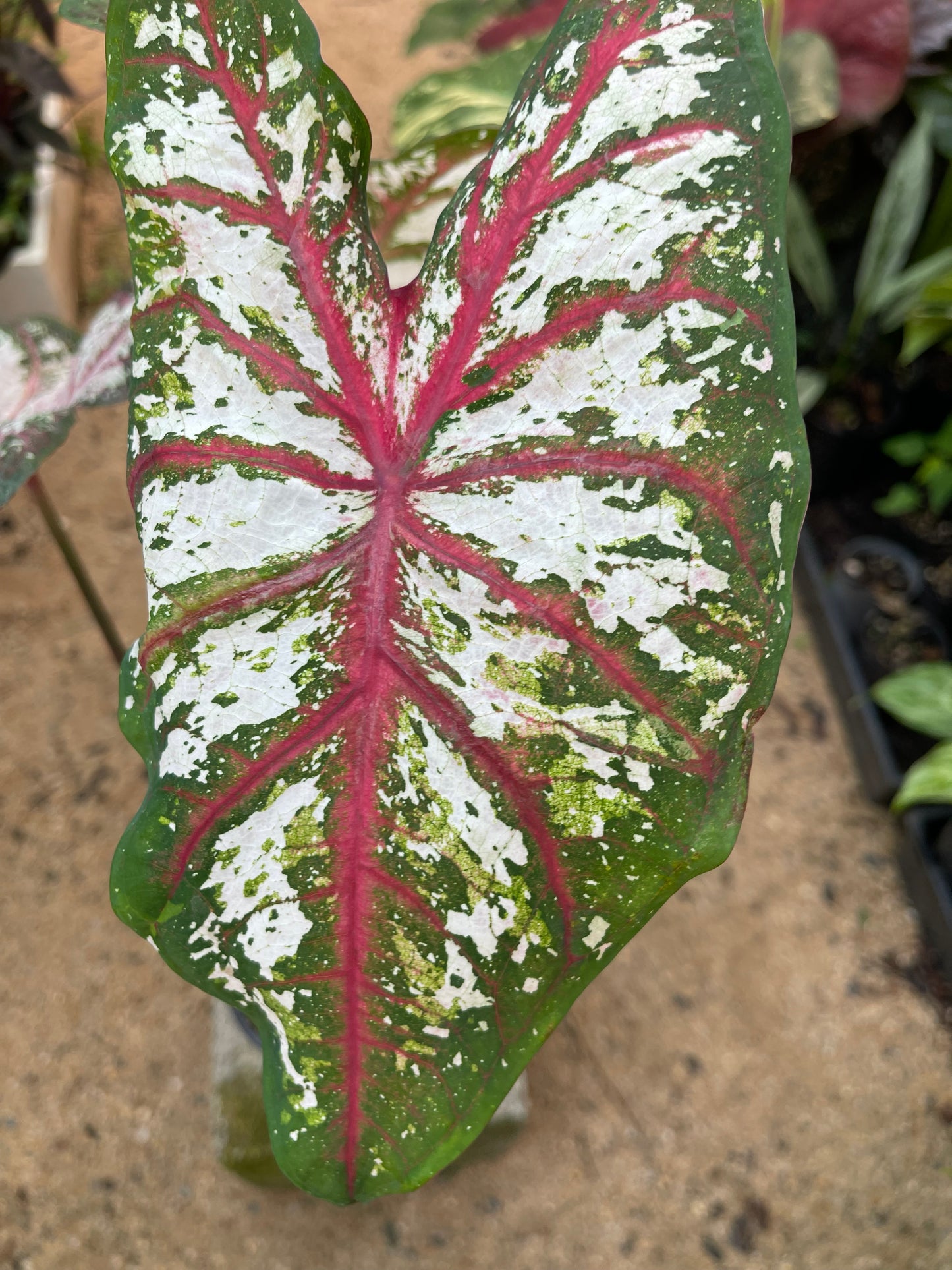 CALADIUM 06 Large Esthablished plant 🪴