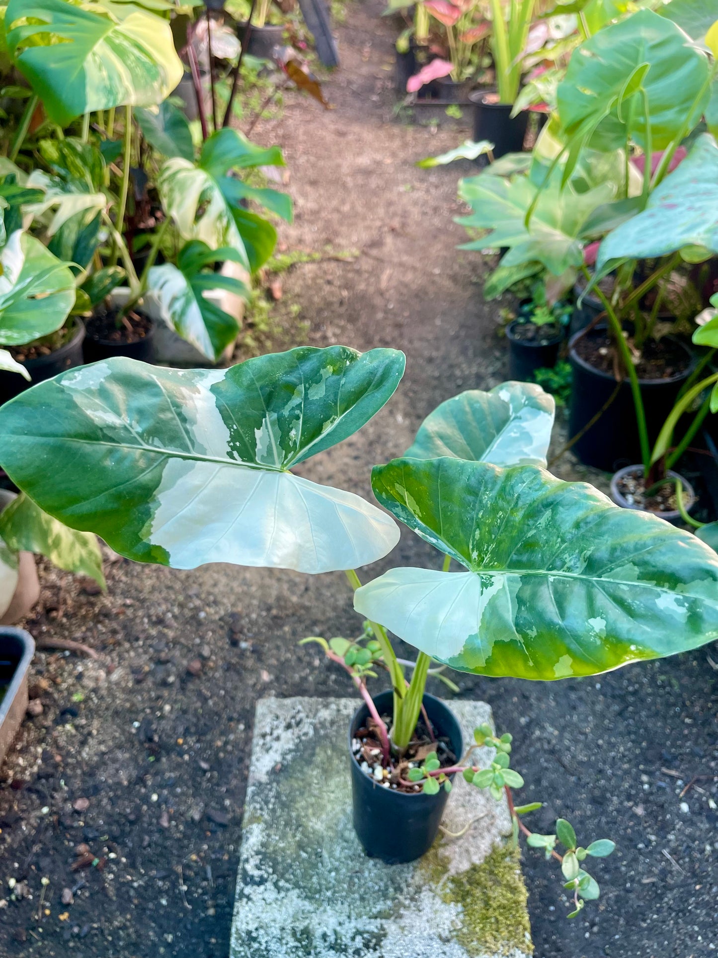 ALOCASIA MACCRORHIZA HIGHLY VARIEGATED~NON TC # plant 1