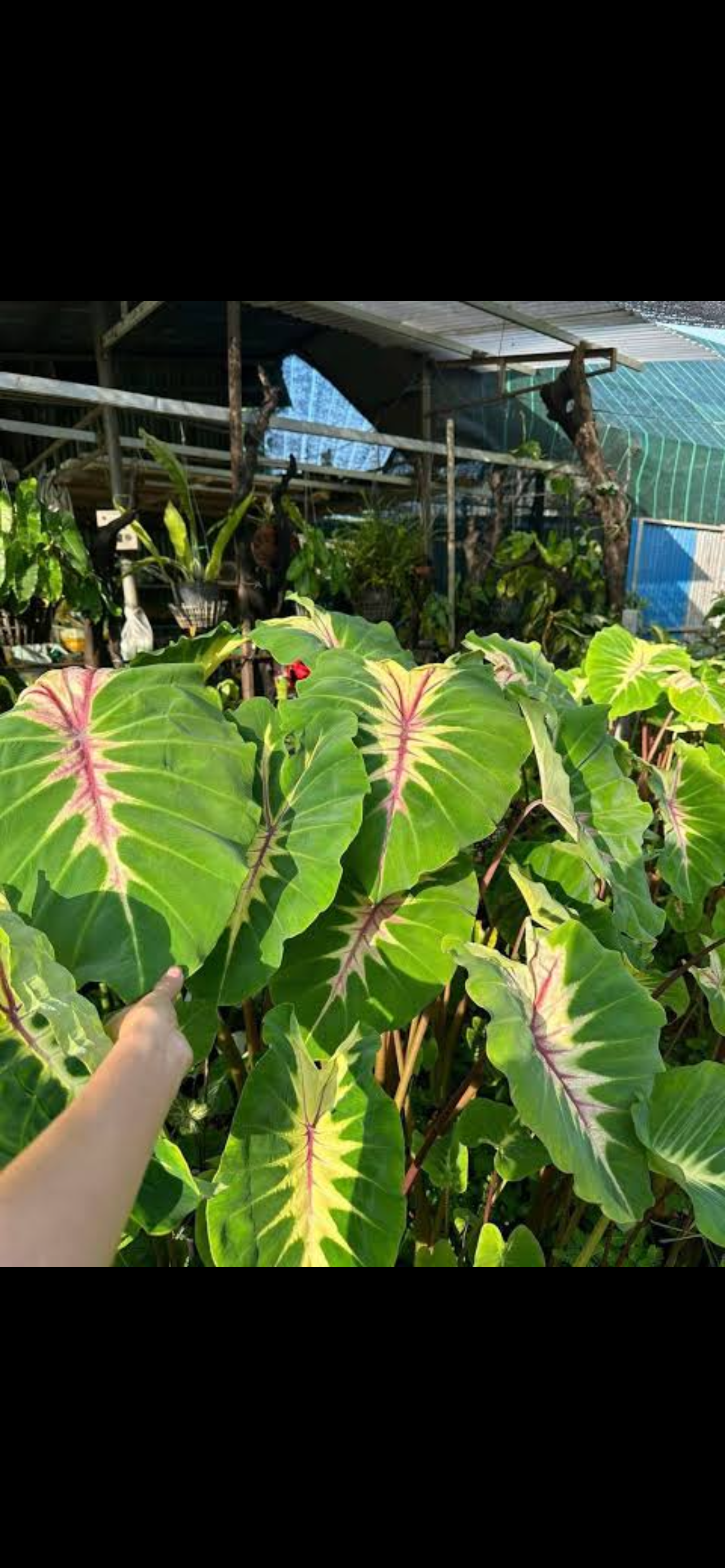 COLOCASIA QUEEN OF PHOENIX 🐦‍🔥