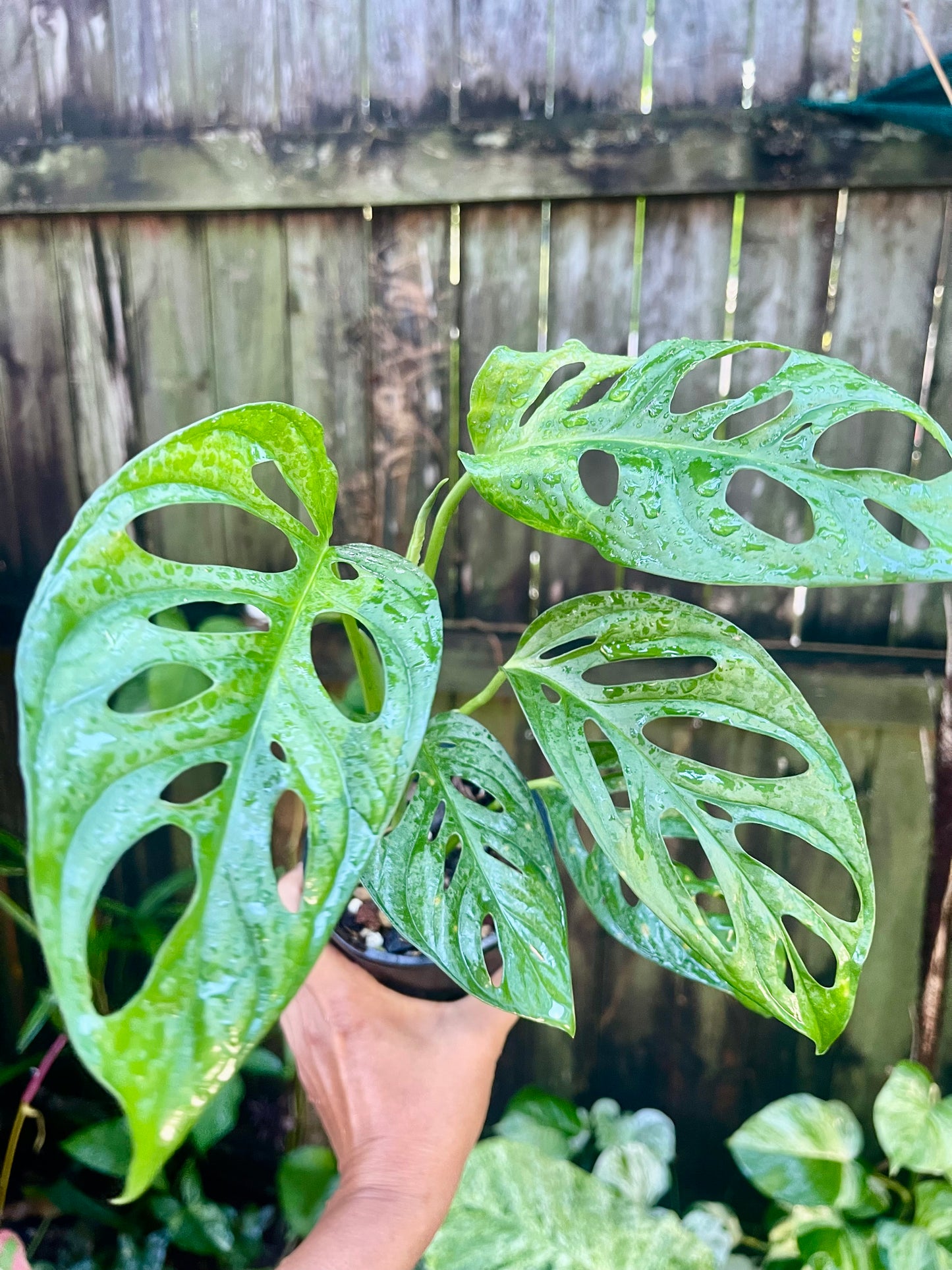 MONSTERA ADANSONII MONKEY MASK 🐵