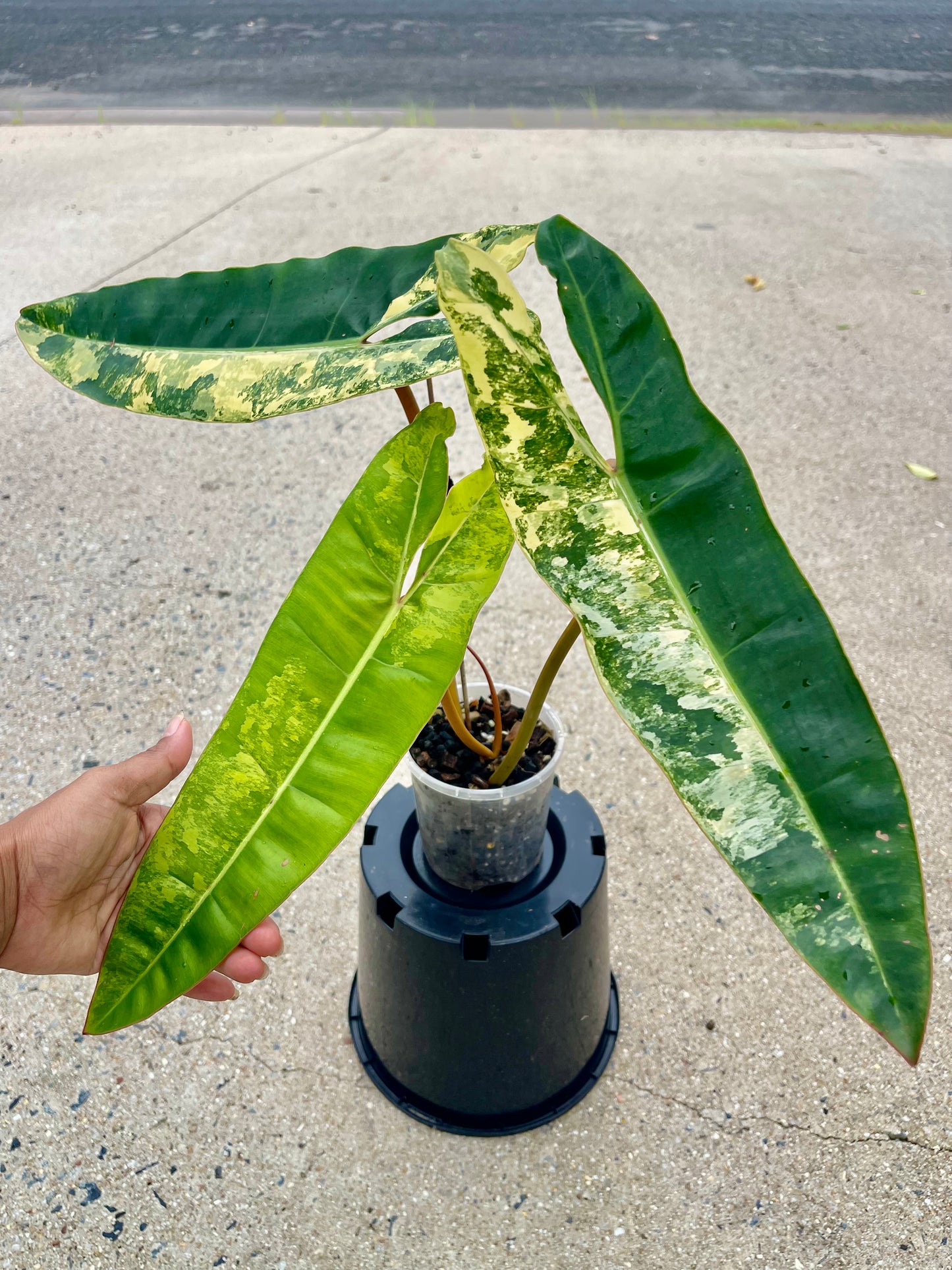 🦄PHILODENDRON VARIEGATED BILLITIAE-COLLECTOR PLANT-Non TC 🦄