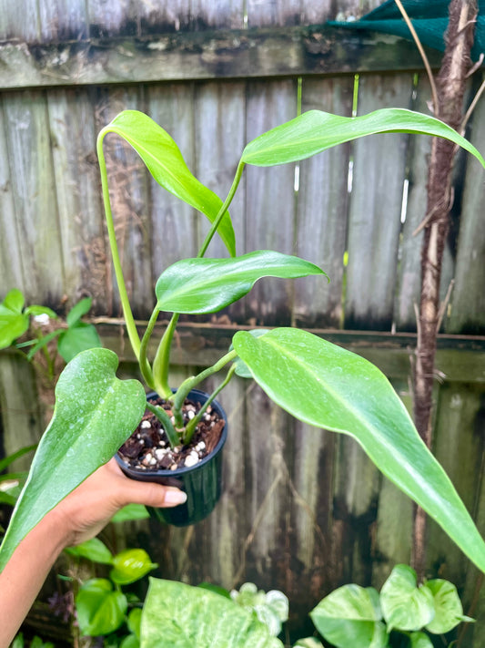 🪴Philodendron Burle Marx Flame 🪴