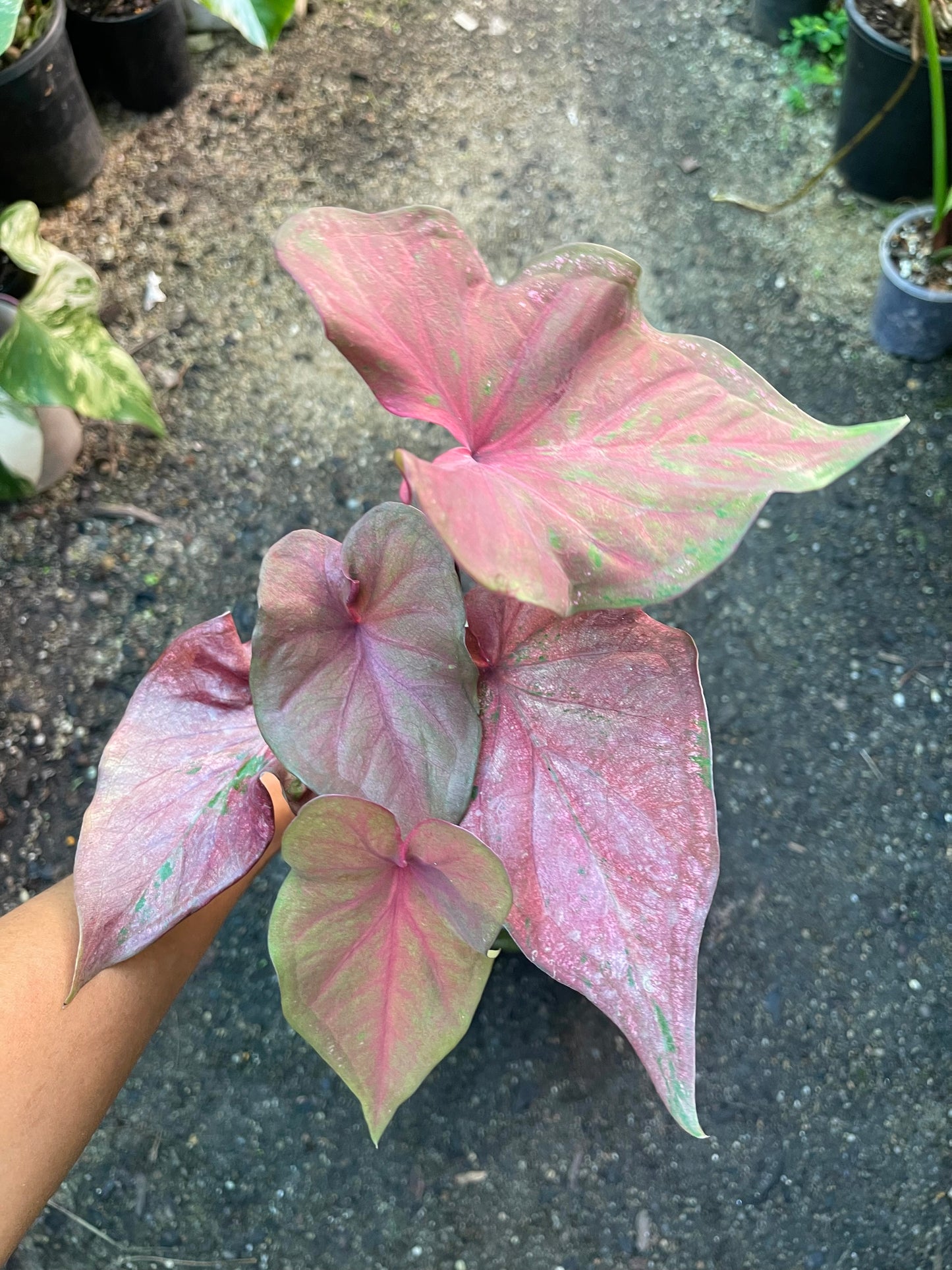 CALADIUM C 01