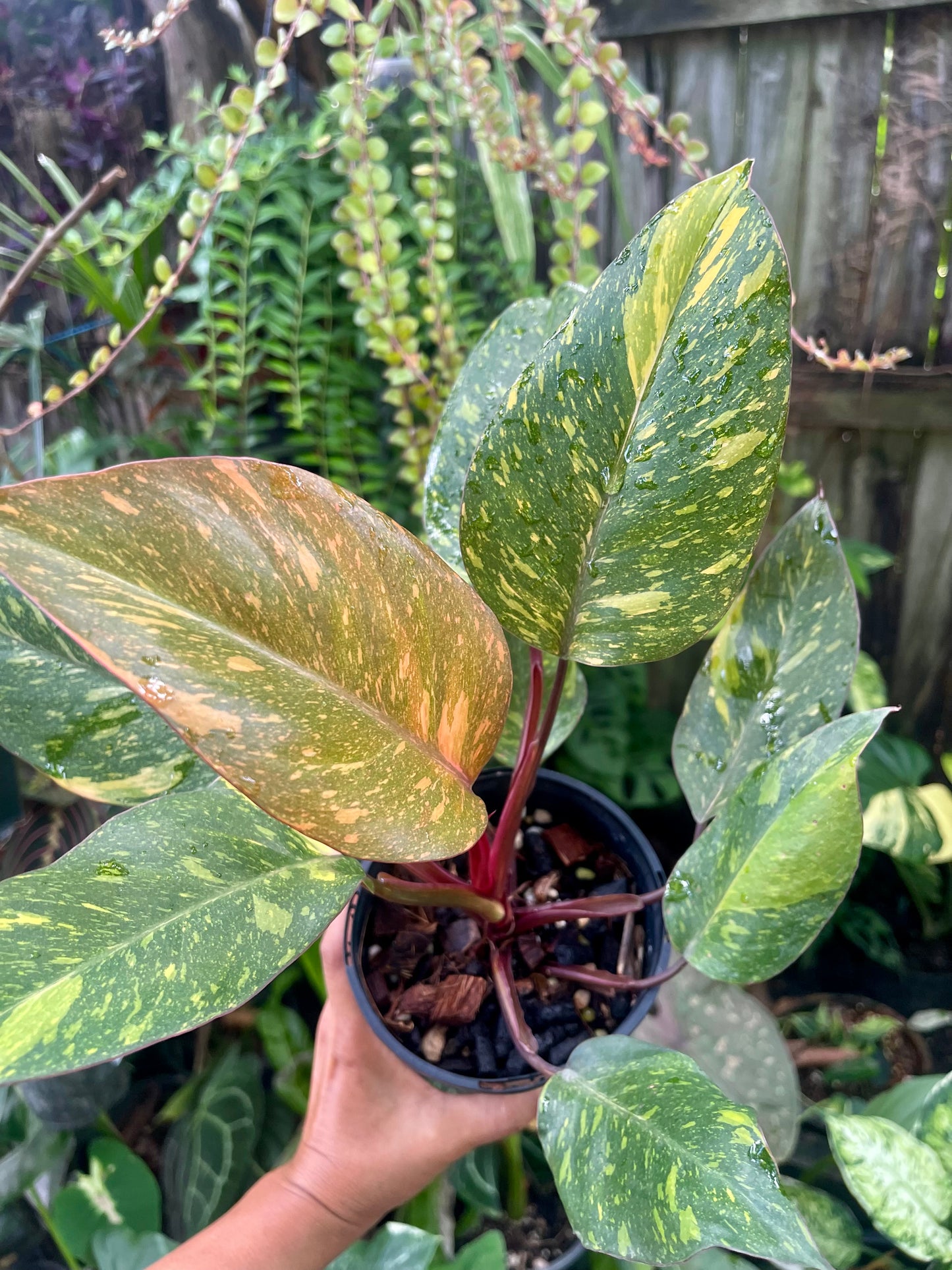 🍊PHILODENDRON ORANGE PRINCESS VARIEGATED 🍊