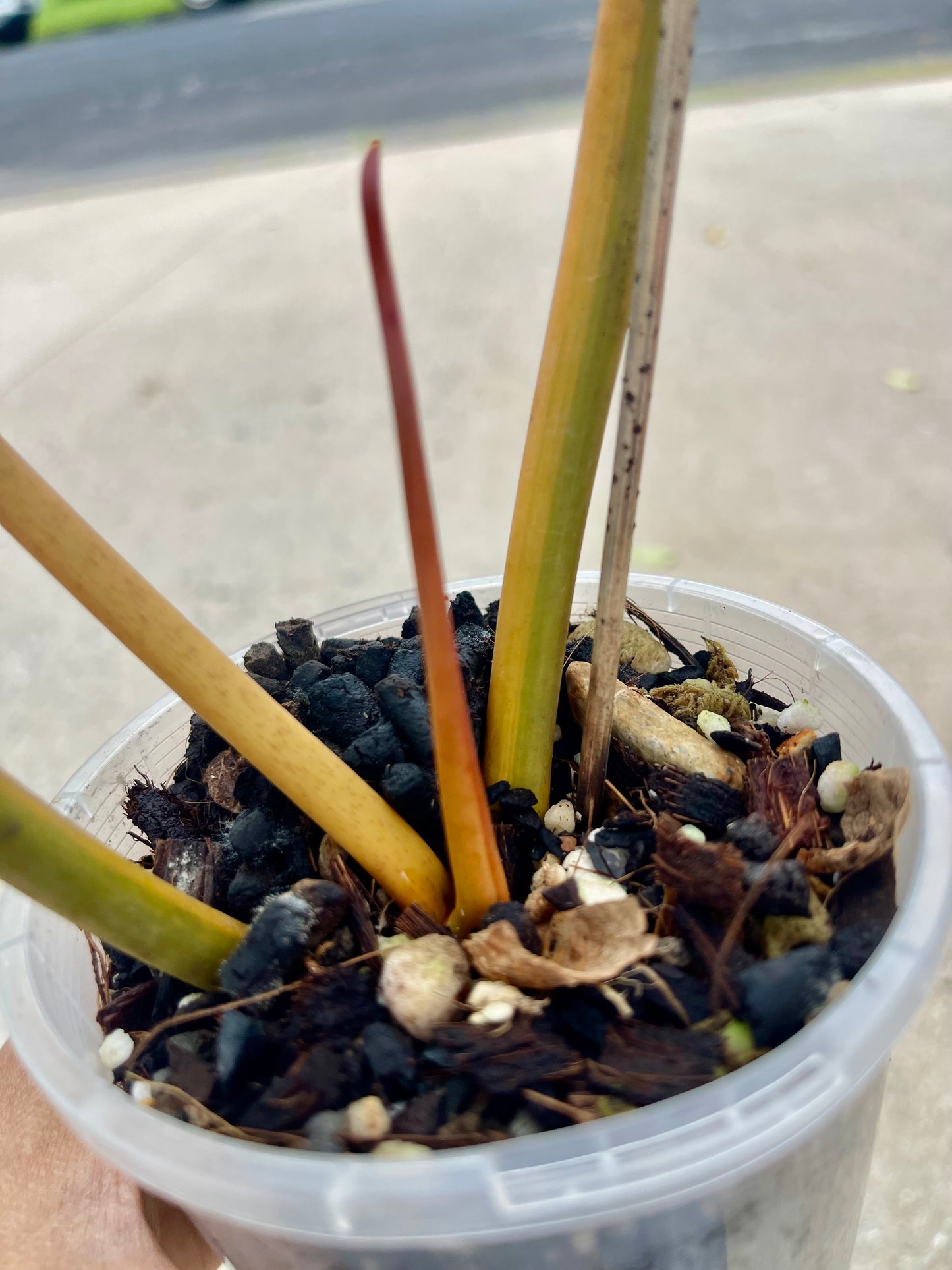 🦄PHILODENDRON VARIEGATED BILLITIAE-COLLECTOR PLANT-Non TC 🦄