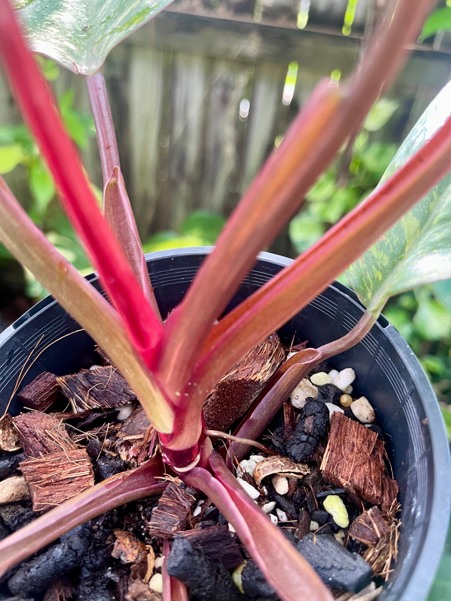🍊PHILODENDRON ORANGE PRINCESS VARIEGATED 🍊