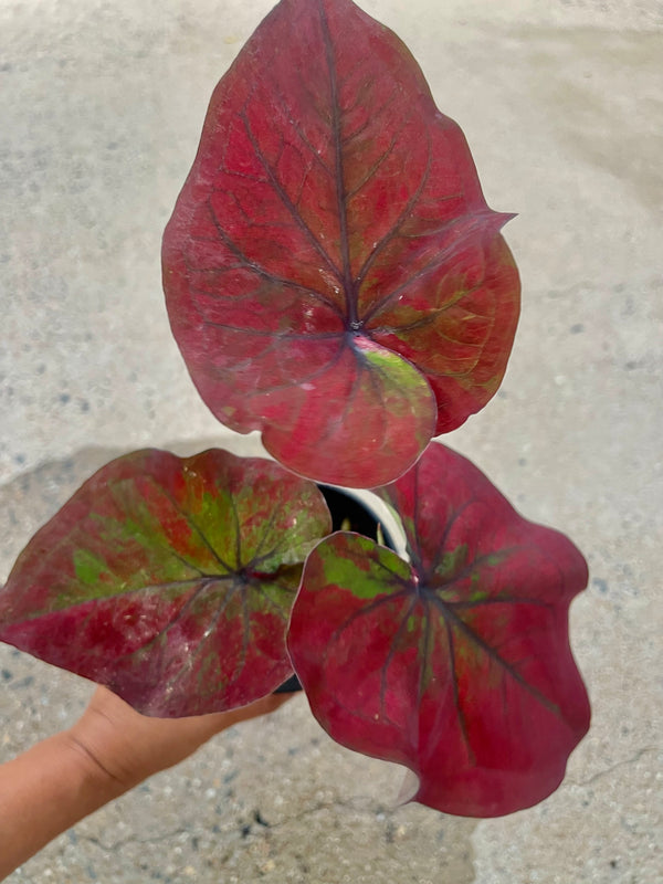 Caladium 01