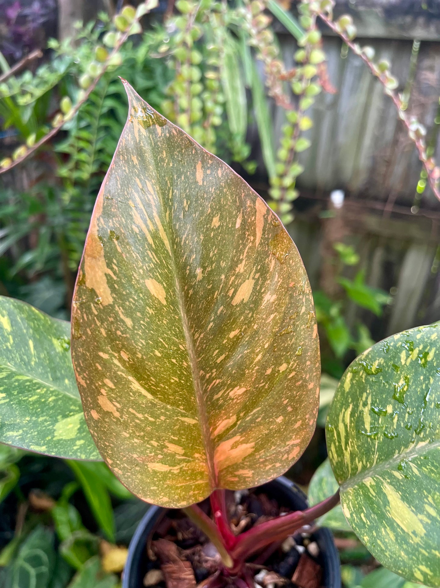 🍊PHILODENDRON ORANGE PRINCESS VARIEGATED 🍊