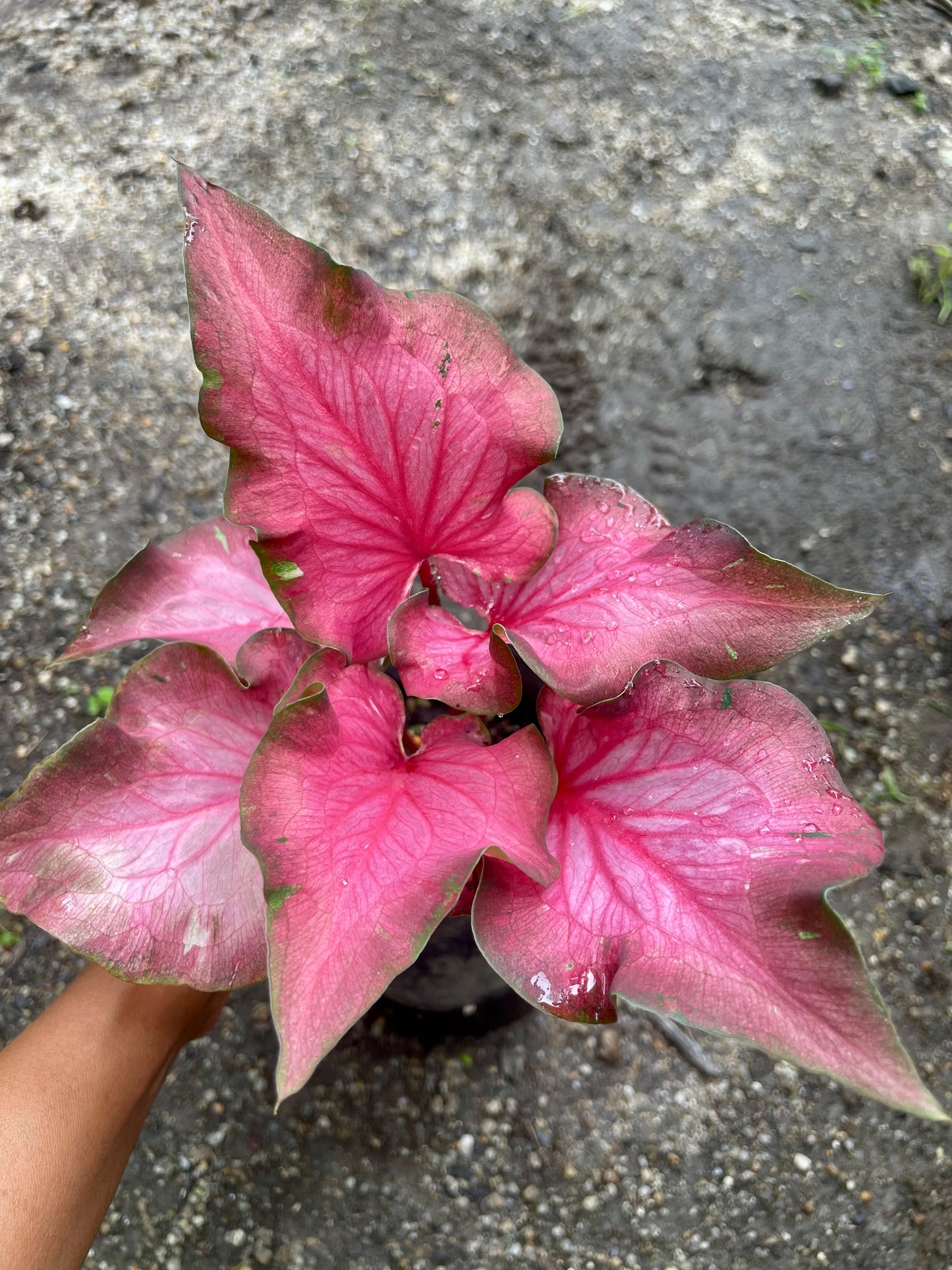 CALADIUM 03