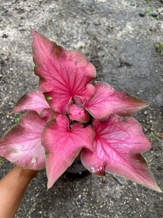 CALADIUM 03