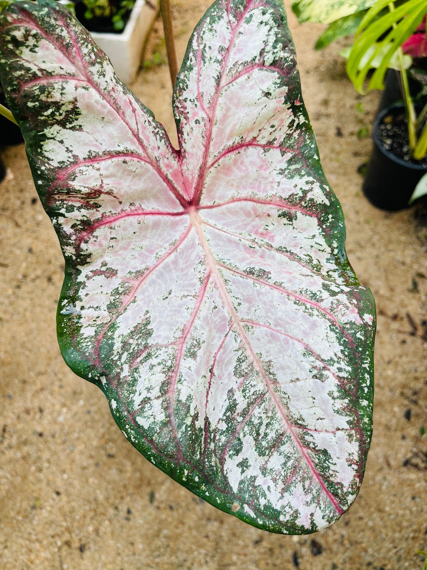 CALADIUM 06 Large Esthablished plant 🪴