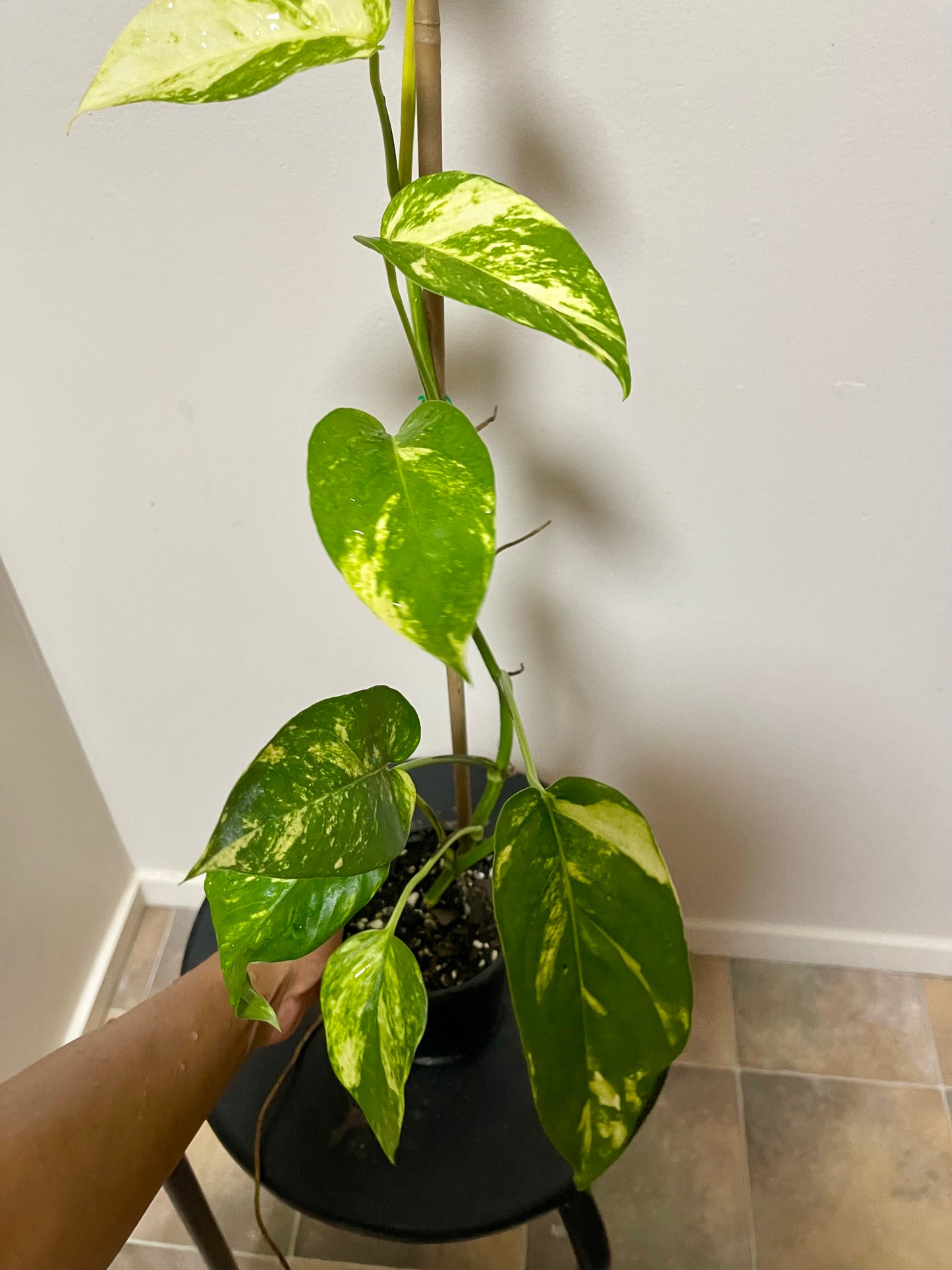 Epipremnum yellow flame 🔥