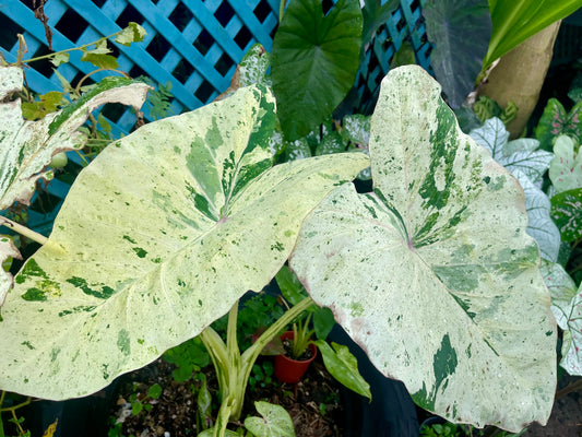 COLOCASIA THOUSANDS STAR ( NEW RELEASE)