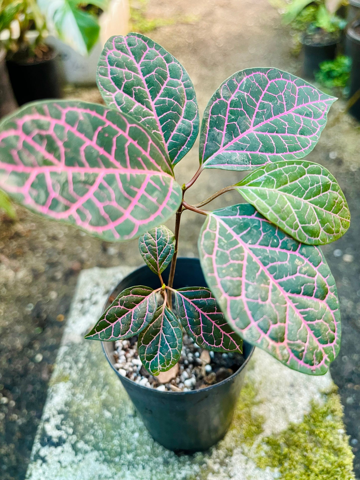 PRESTONIA QUINQUANGUANRIS 🌺