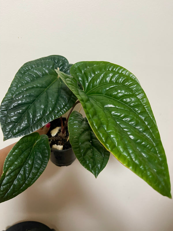 Anthurium Luxurian X Radican- Large established plant 🪴