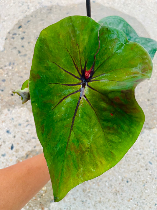 Caladium 03