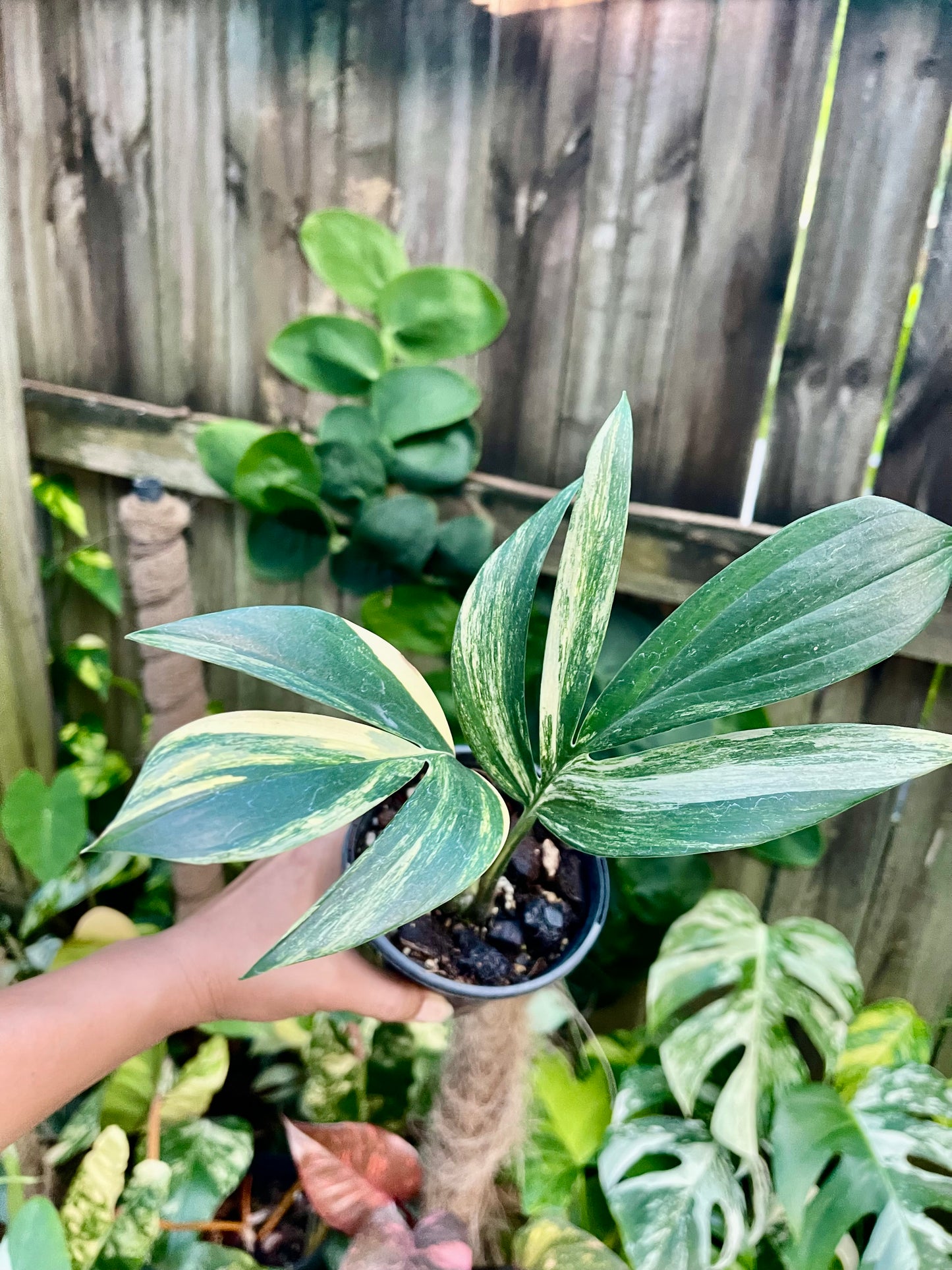 Rhaphidophora decursiva ‘Dragon's Tail’ Aurea Variegata