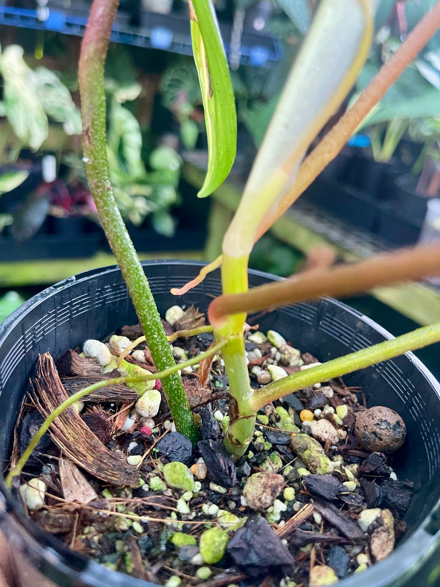 PHILODENDRON FLORIDA BEAUTY HIGH VARIEGATED 🪴