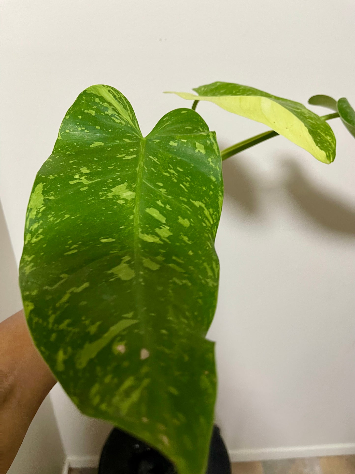 🪴Philodendron Jose Buono 🪴