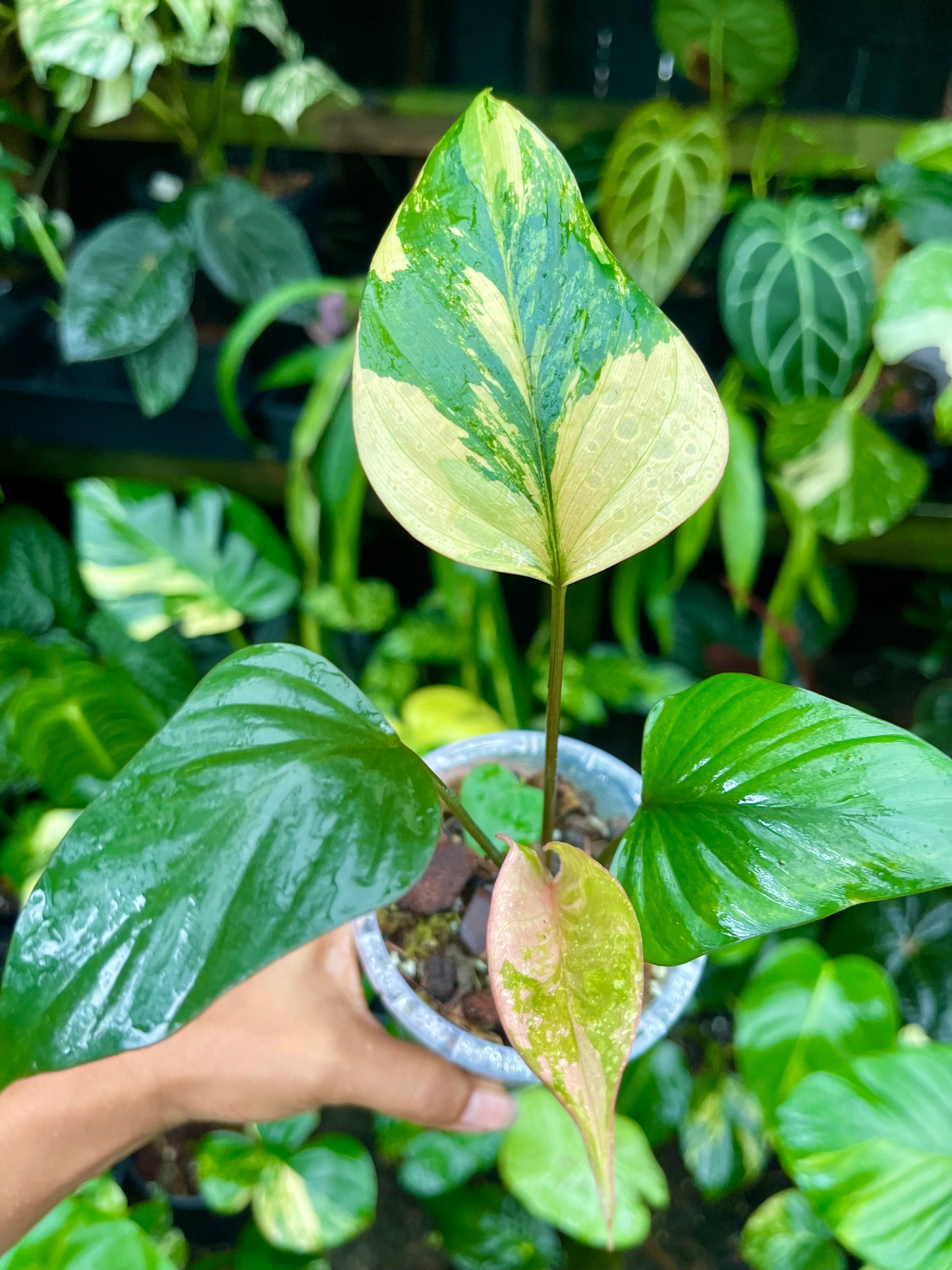 🦄HOMALOMENA PINK DIAMOND-RARE COLLECTOR PLANT 🦄