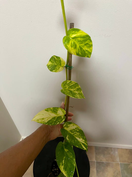 Epipremnum yellow flame 🔥