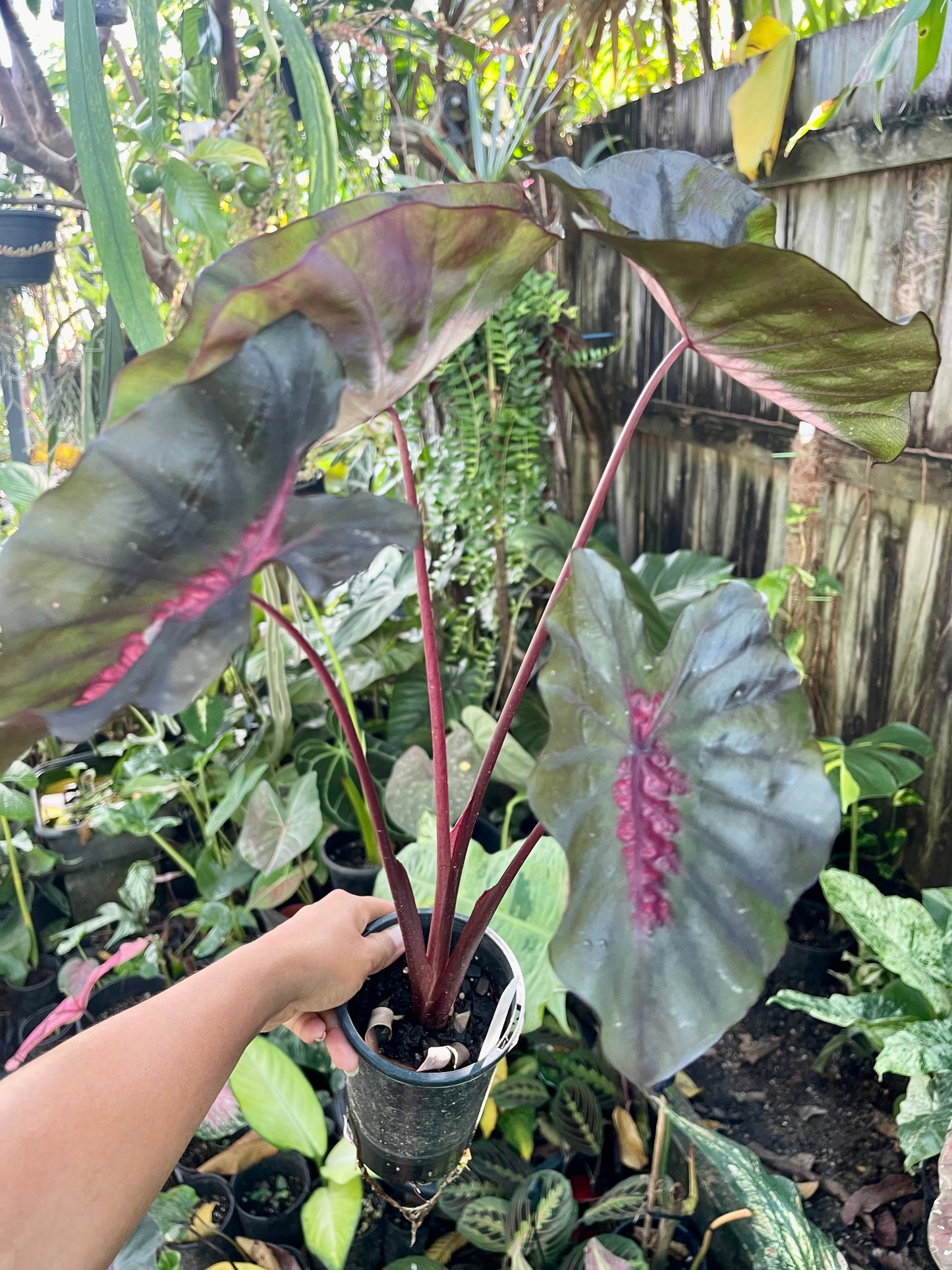 COLOCASIA HYBRID BLACK PINK